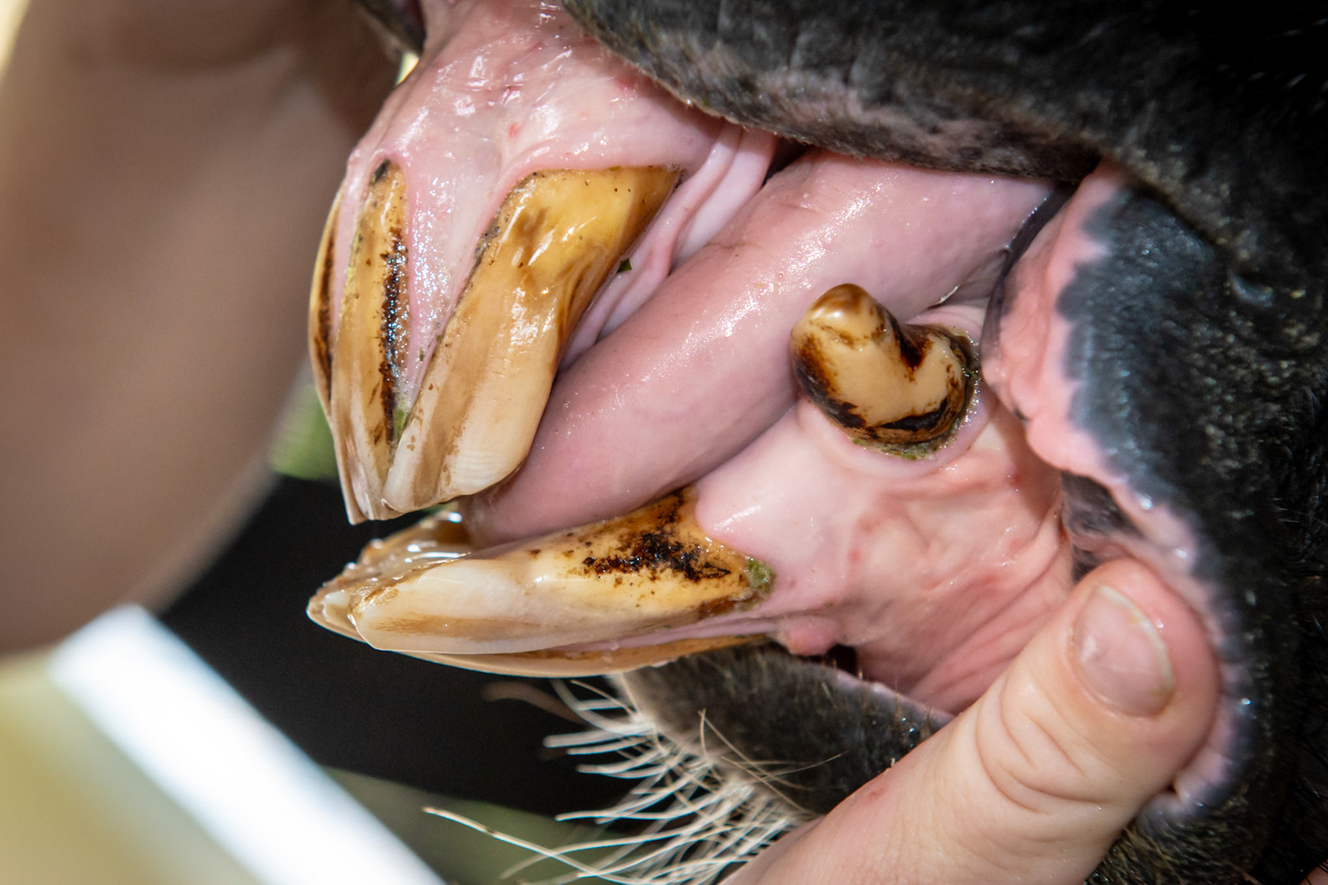 27yr 3mo - EOTRH and an underbite but only from the forward displacement of the lower left incisors. Note more receding gums on the lower left tongue side  and upper left lip side than on the right.