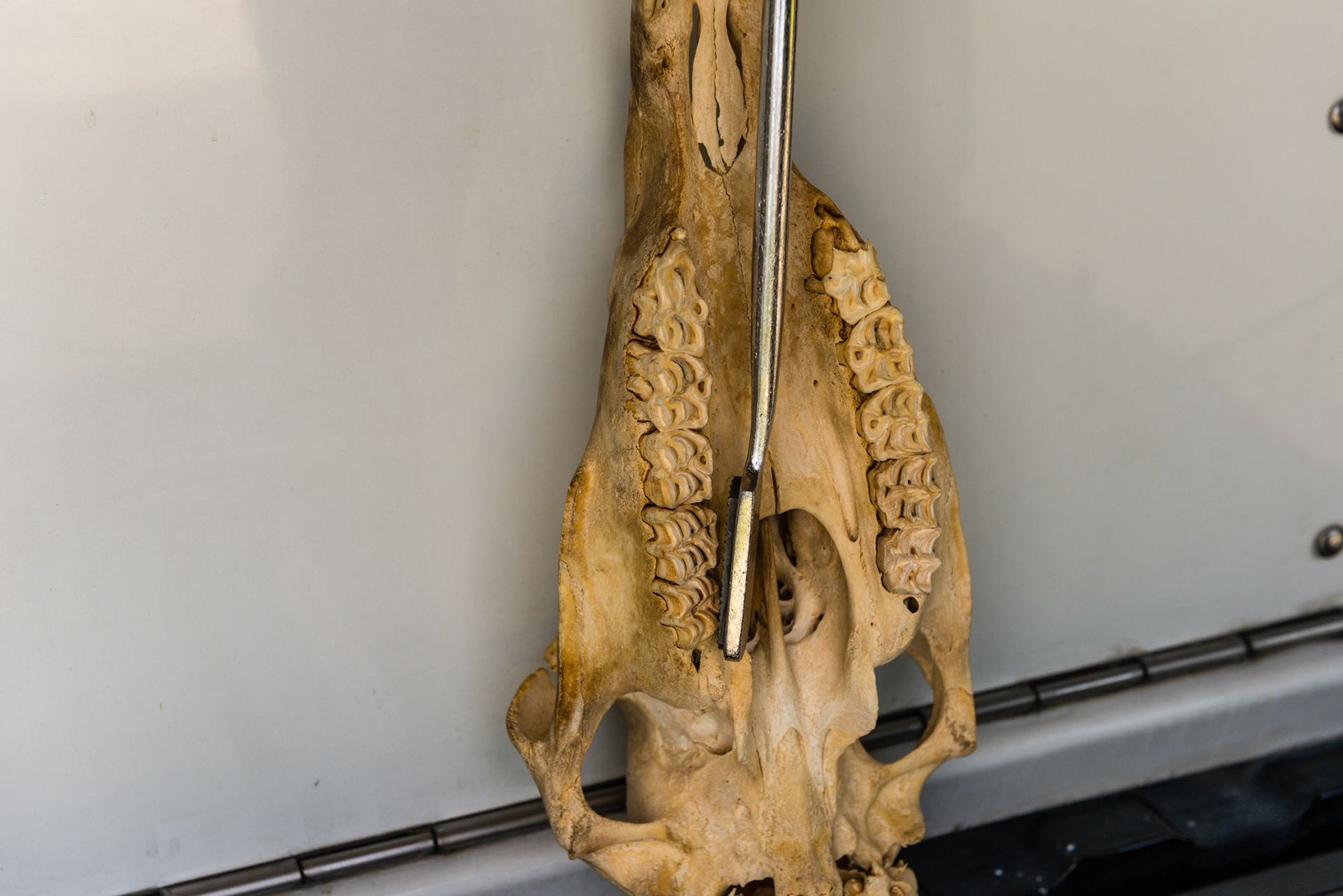 The skinny can be yawed in and pitched up to catch the stubborn point on the palatal side of the 11's.