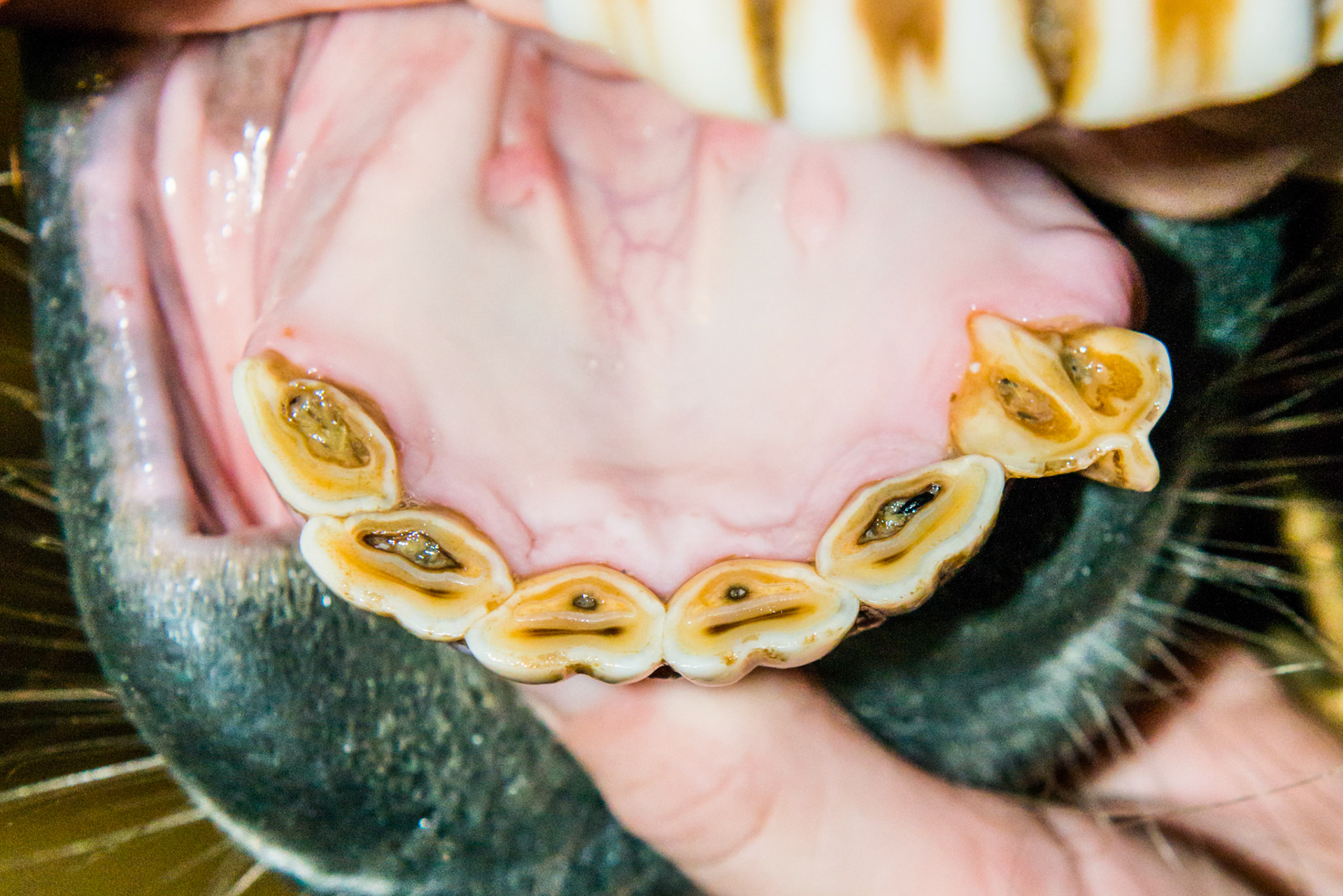 6yr 5mo Abnormally shaped #303