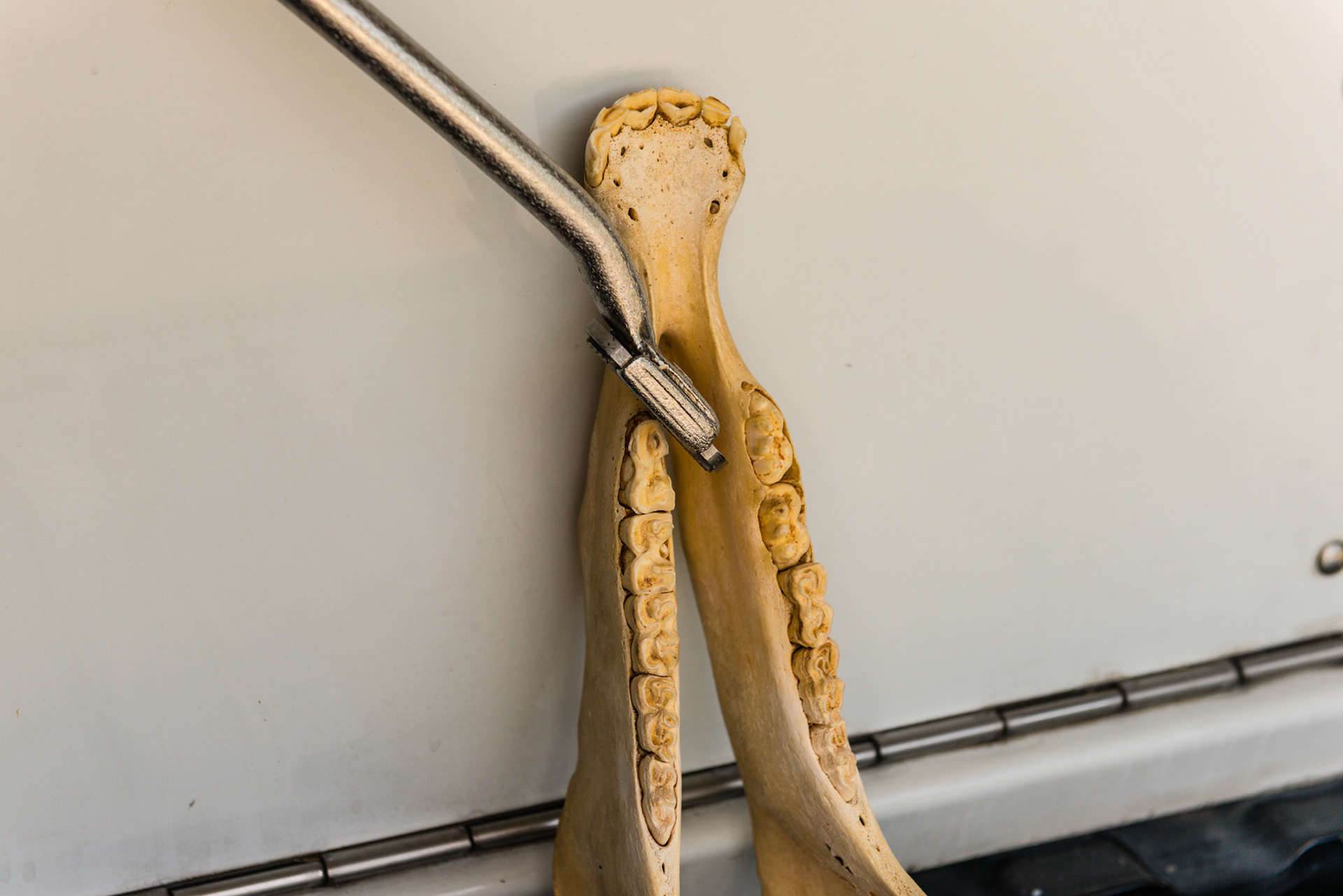 Shortie - yawed out more on the lower 6 to round the rostral sharp and pointed edge.