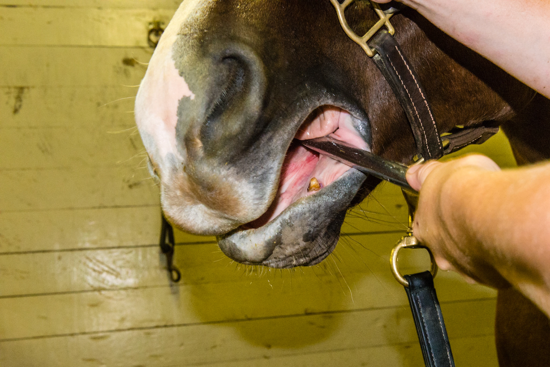 The shortie is placed under the tongue as it goes across the mouth from the near side to float the rostral tip of 406. The hand is rolled and the angled is yawed in and out to shape the tooth with this approach. Horses that allow the shaft under the tongue prefer this approach especially when there is sensitivity on the lower 6's.