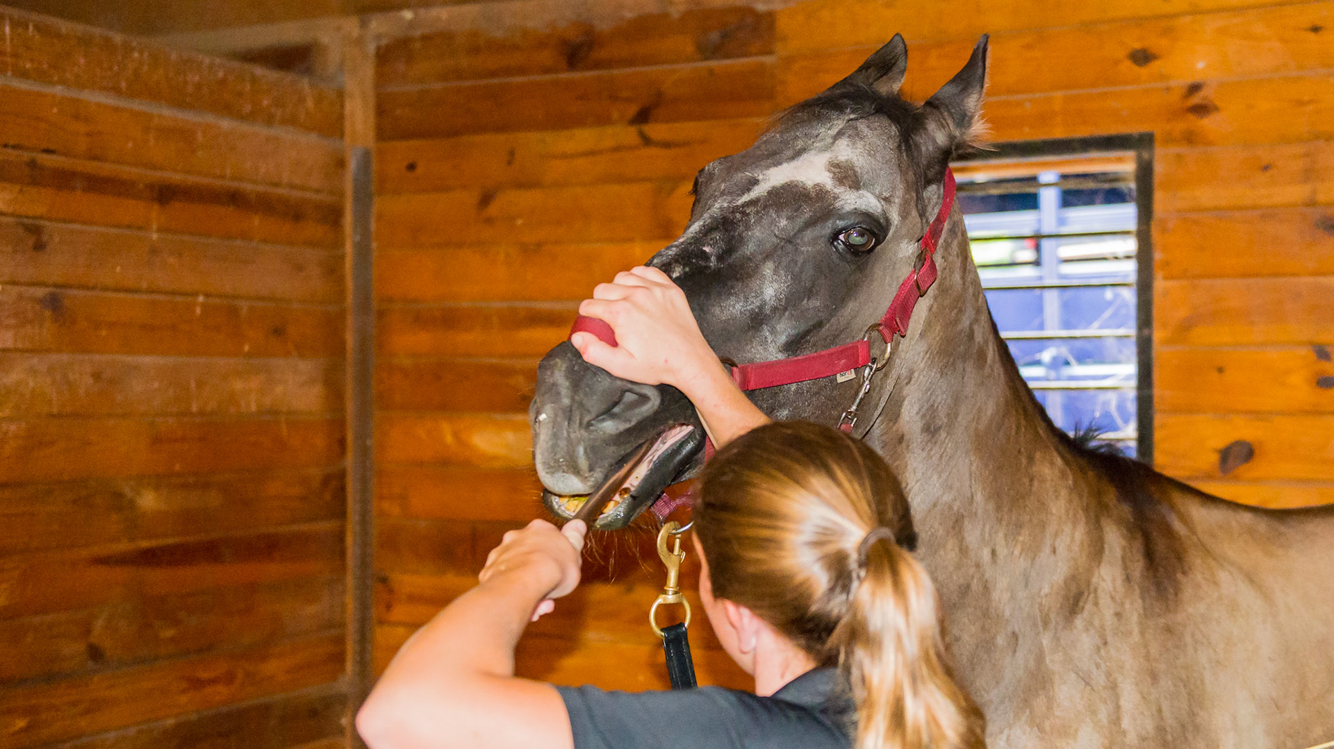 2/7 Melissa works on a difficult horse. A very confident choleric horse that doesn't connect well with people.  The head rises which his natural response to everything.  It is not aggressive, just a squirm to say he still wants to be the boss and he is starting to challenge Melissa.
