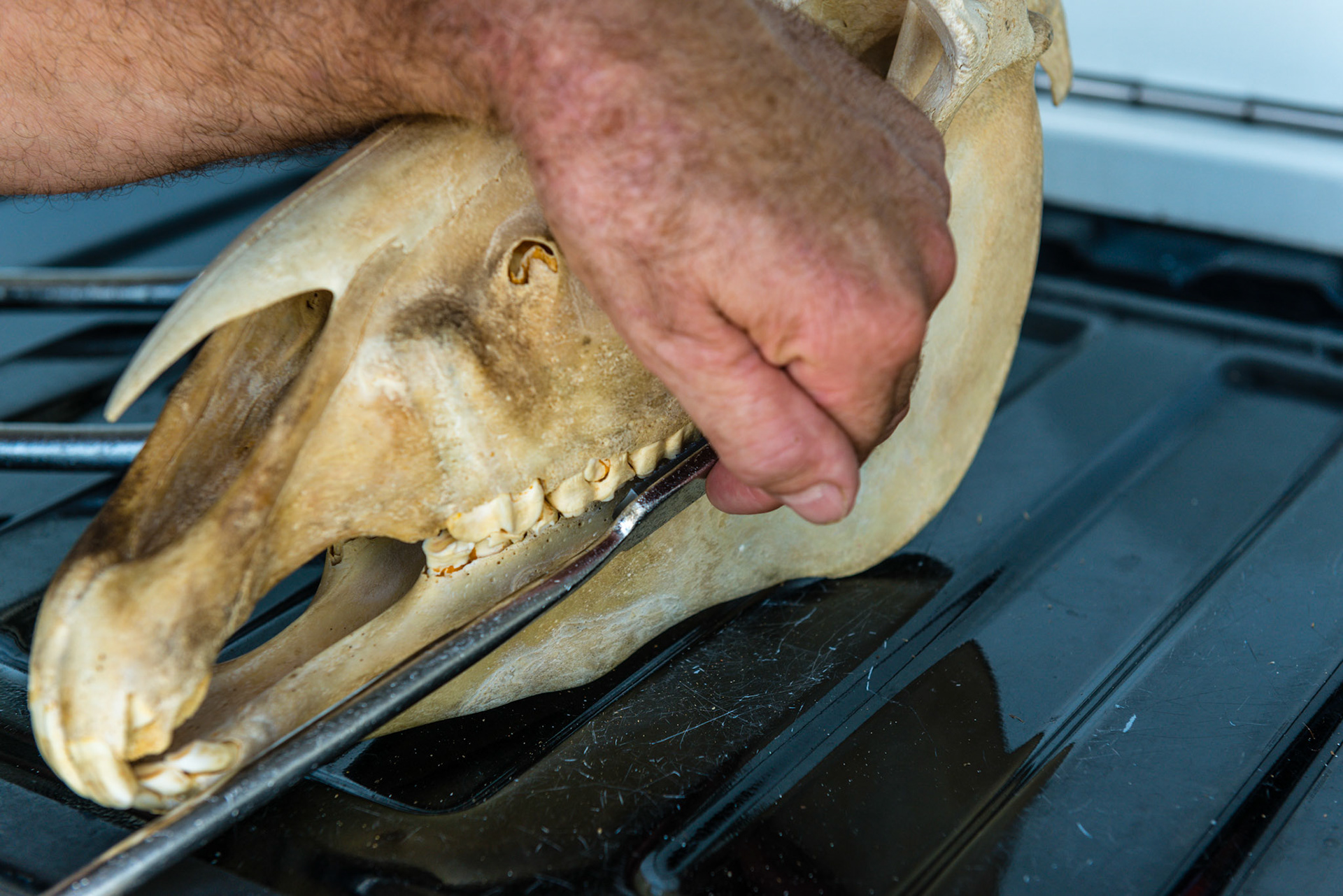 This is the nose in chest technique. The finger tips are applying pressure to the blade through the skin and cheek.  This helps the blade get into the maxillary swale as well as comforts a lot of horses that become worried as you progress caudally towards the 11's.