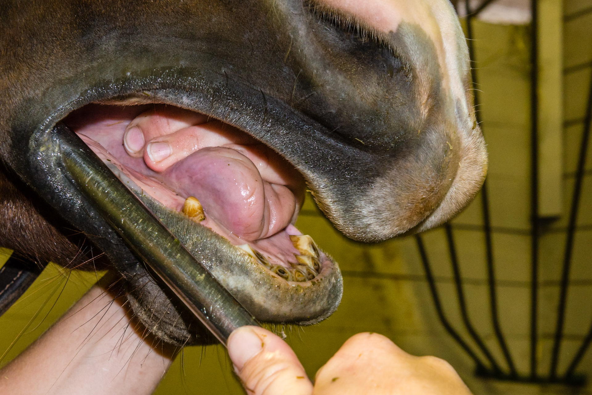3 fingers are used to trap the tongue onto the floor of the mouth. Notice the traction that the horse applies himself as he pulls against the fingers.  This lifts the tongue away from the caudal lower cheek teeth of the 4 arcade in this picture.