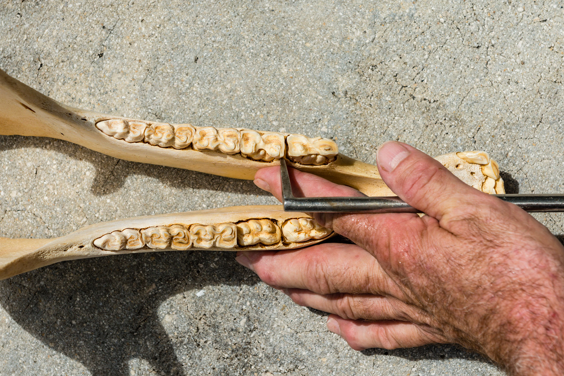 The forefinger guides the horizontal pic blade into the lingual side of 307 where it can be pushed or pulled against a cap remnant (not present in the picture) to remove it.  This technique is also used for removing cheek tooth fragments, especially transverse fragments, but also to hook displaced sagittal fragments.