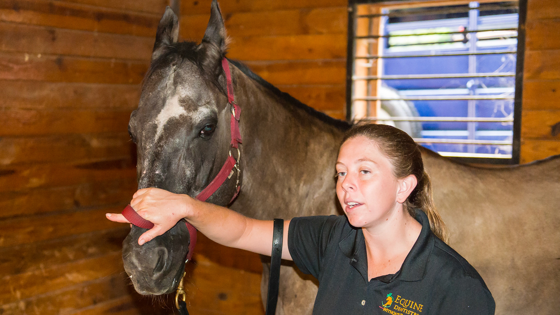 1/7 Melissa works on a difficult horse. A very confident choleric horse that doesn't connect well with people. Here she is talking with the owner while ignoring the horse verbally but connecting with him physically by keeping her right hand gently on the bridge of the nose.  The horse is not afraid of her and is listening well.  This is a great starting point.