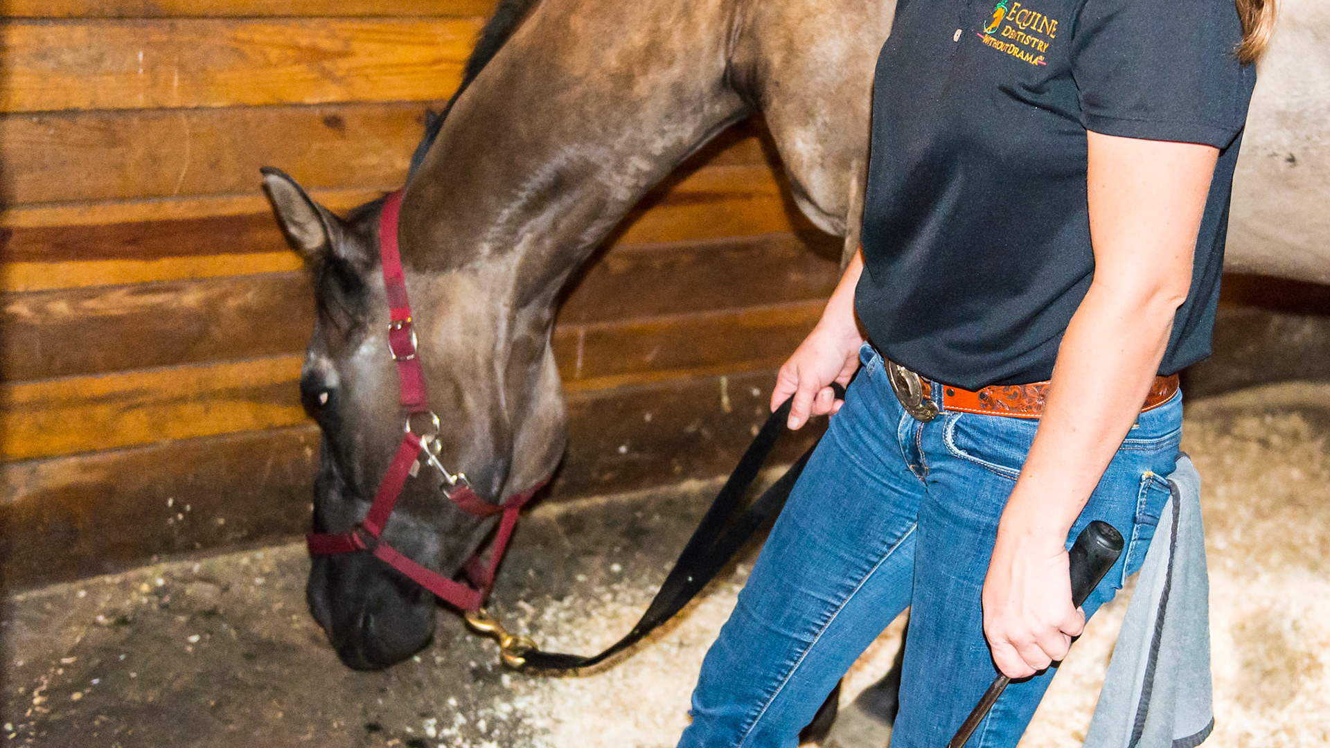 6/7 Melissa works on a difficult horse. A very confident choleric horse that doesn't connect well with people. Here, moments later from the last image, the horse is allowed to regroup.  Notice how relaxed Melissa is in both arms.  there is no energy there to feed the horse, and the horse is responding also with low energy.  Check the next image only moments later.