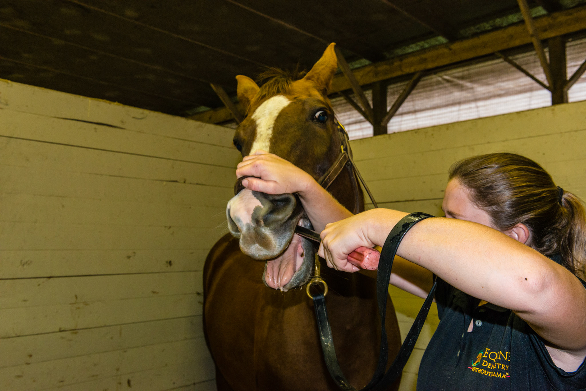 The over under technique in this picture comes from the near side, across the tongue, and under the caudal right upper (1 arcade) cheek teeth.  The stroke is about 45 degrees or more to the direction of the arcade.