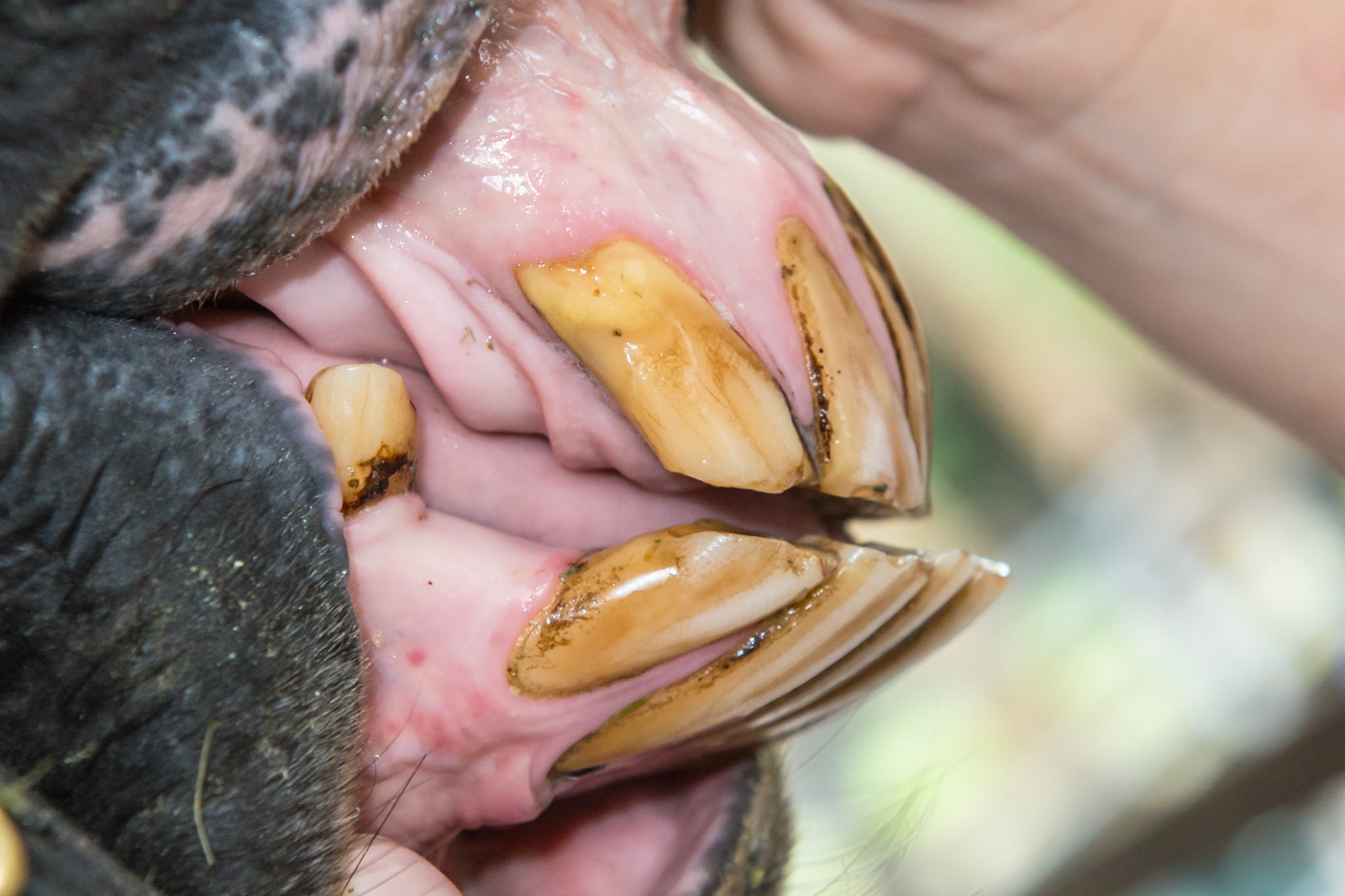 27yr 3mo - EOTRH and an underbite but only from the forward displacement of the lower left incisors. Note more receding gums on the lower left tongue side  and upper left lip side than on the right.