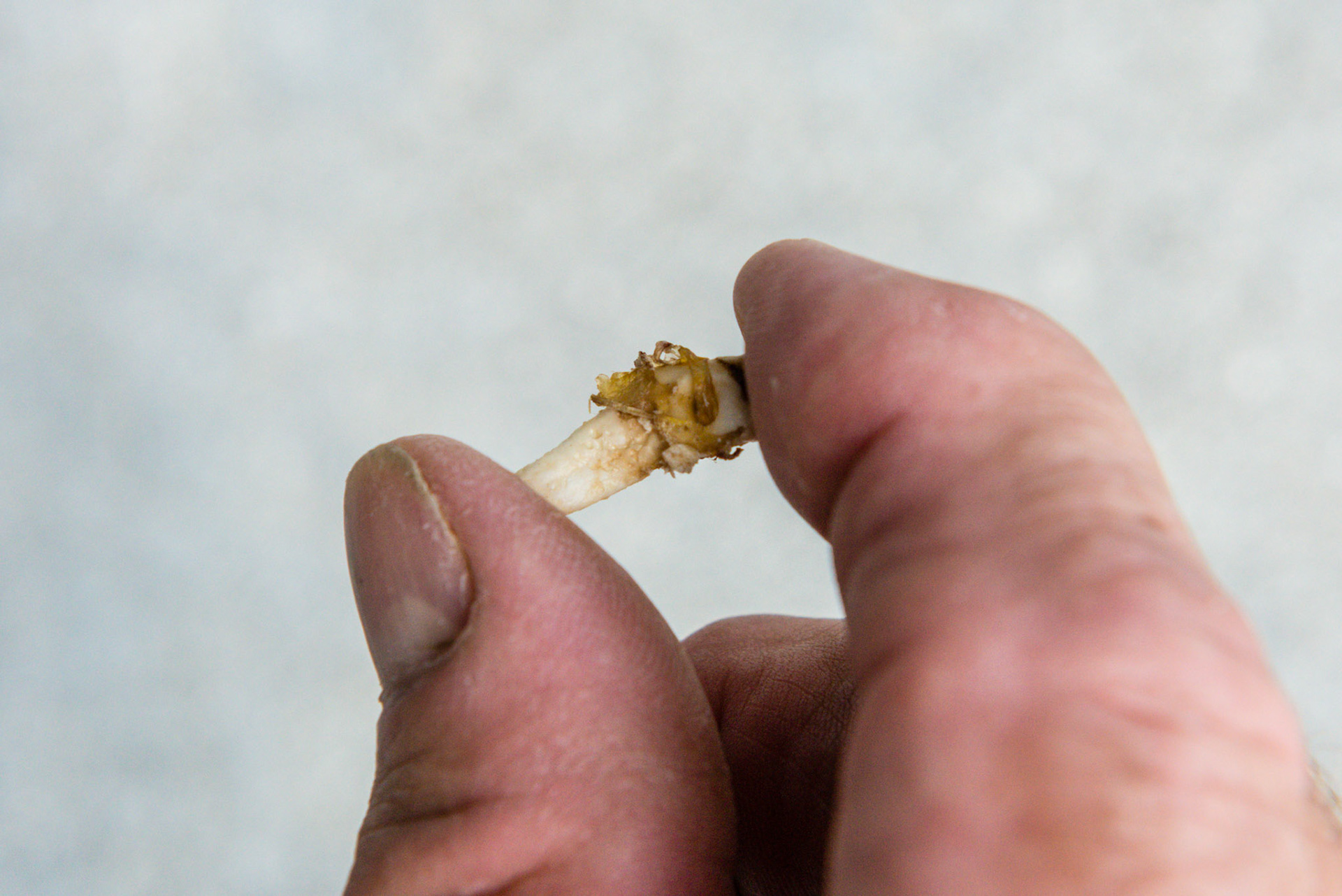 When the wolf tooth is extracted but is still attached to a tag of gum, grasp the wolf tooth with the occlusal tip in the forefinger and the root tip in the thumb like thisd. Now apply pressure from the forefinger towards the thumb peeling away the tag from the tooth.  If you reverse this and apply pressure from the thumb towards the forefinger, you will pull off a lot more gum tissue and the tooth will still be attached.