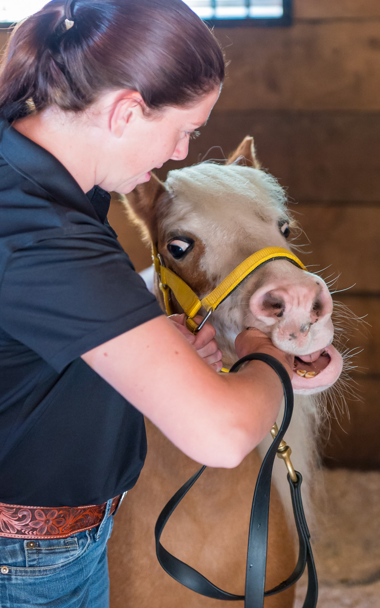 6/6 The hand and arm are in the mouth and the head is close to Melissa. Go back to the first image and click through these 6 images to make a movie.  See how the connection is made and then the horse is brought in towards Melissa and the energy is of confidence and leadership.  In other woords, Melissa is leading in this dance and the Mini becomes a willing partner.