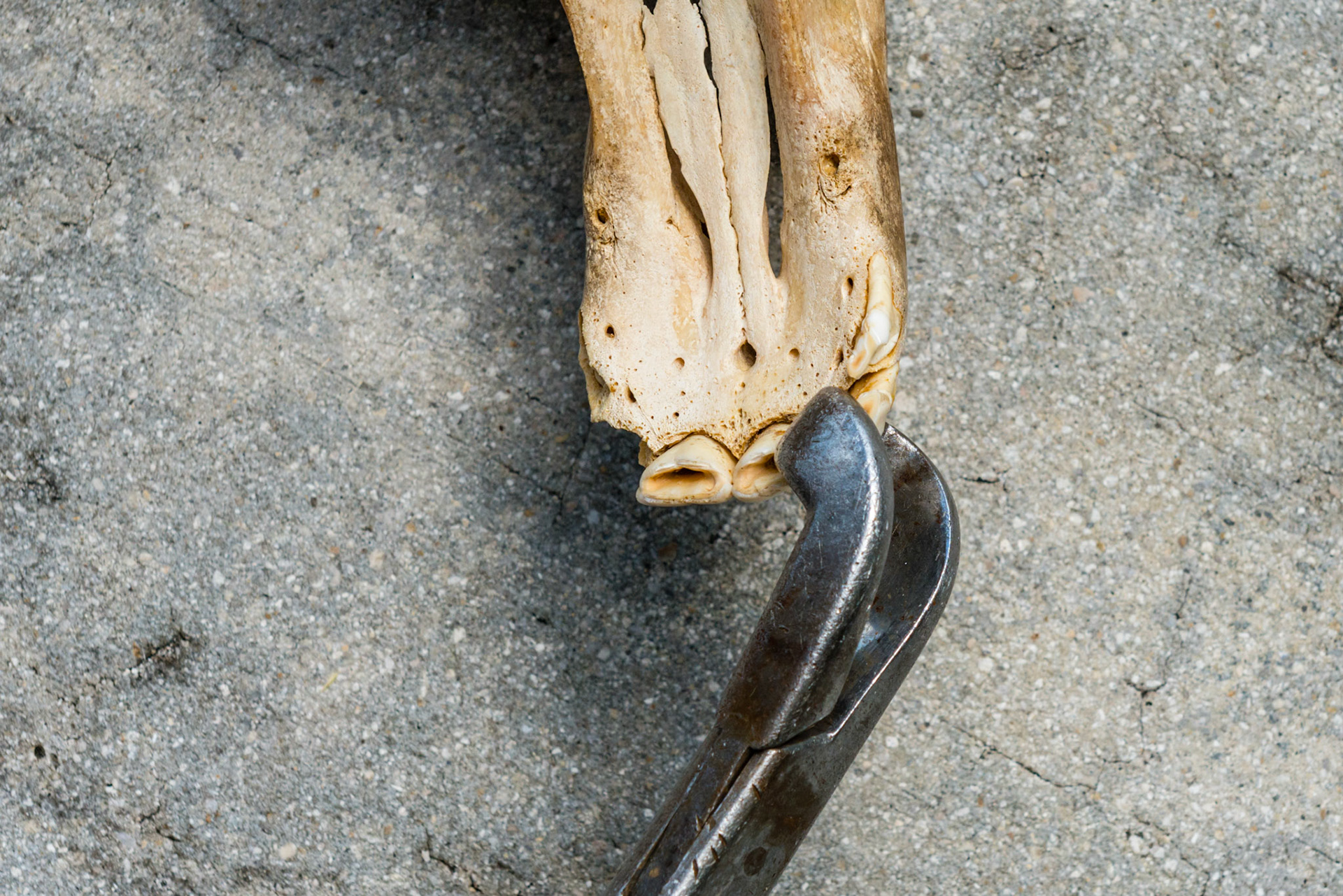 Here is a ventral view of the cap forceps with the one tip on the distal lingual surface and the other tip on the proximal labial surface. The forceps in this example would be rotated to the right driving the proximal labial tip into the horse and the distal lingual tip away from the horse.