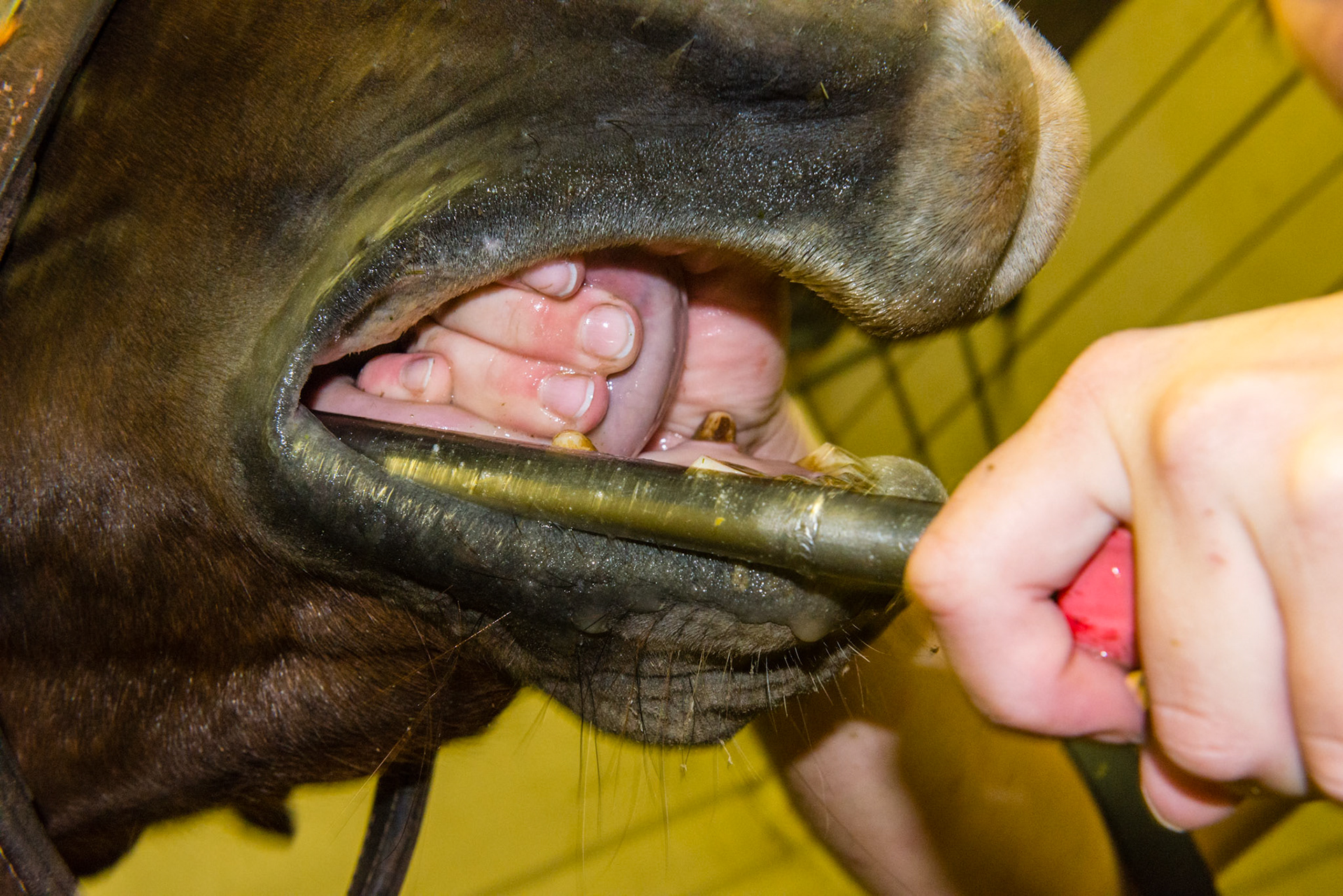 The tongue is within the fist and is rotated up to provide traction to move it away from the caudal lower cheek teeth.  The fist helps to keep the mouth open.