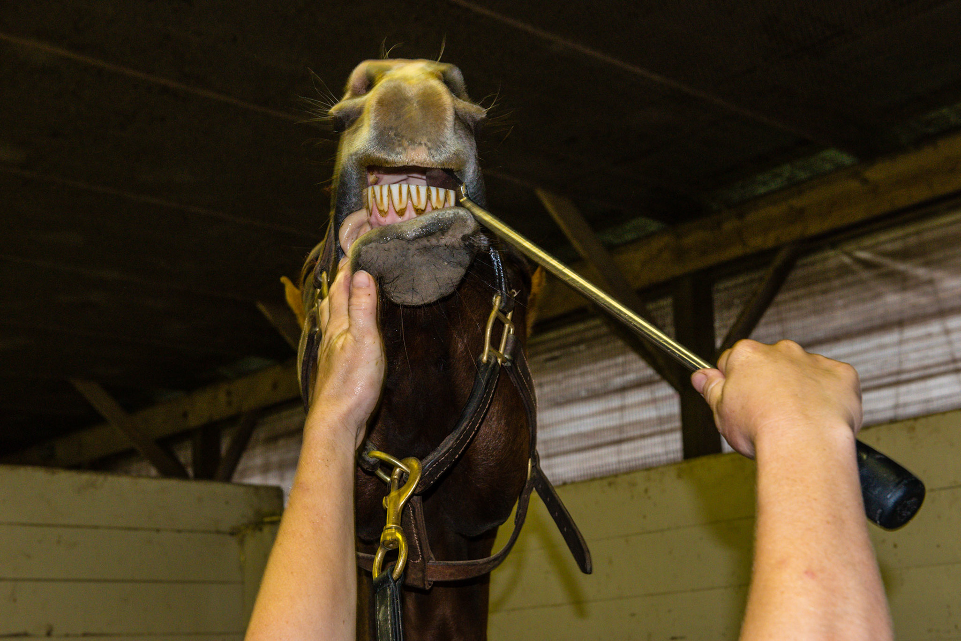 Here the horse decides he does not like the hand in mouth and raises his head very high. Notice that Melissa attempts to not reward this bad behavior by having everything exit the mouth.  She was successful in keeping the float inside the mouth which gave her a point of connection to restart the process. The horse doesn't feel like he "won" but did get his message that he wanted another approach.