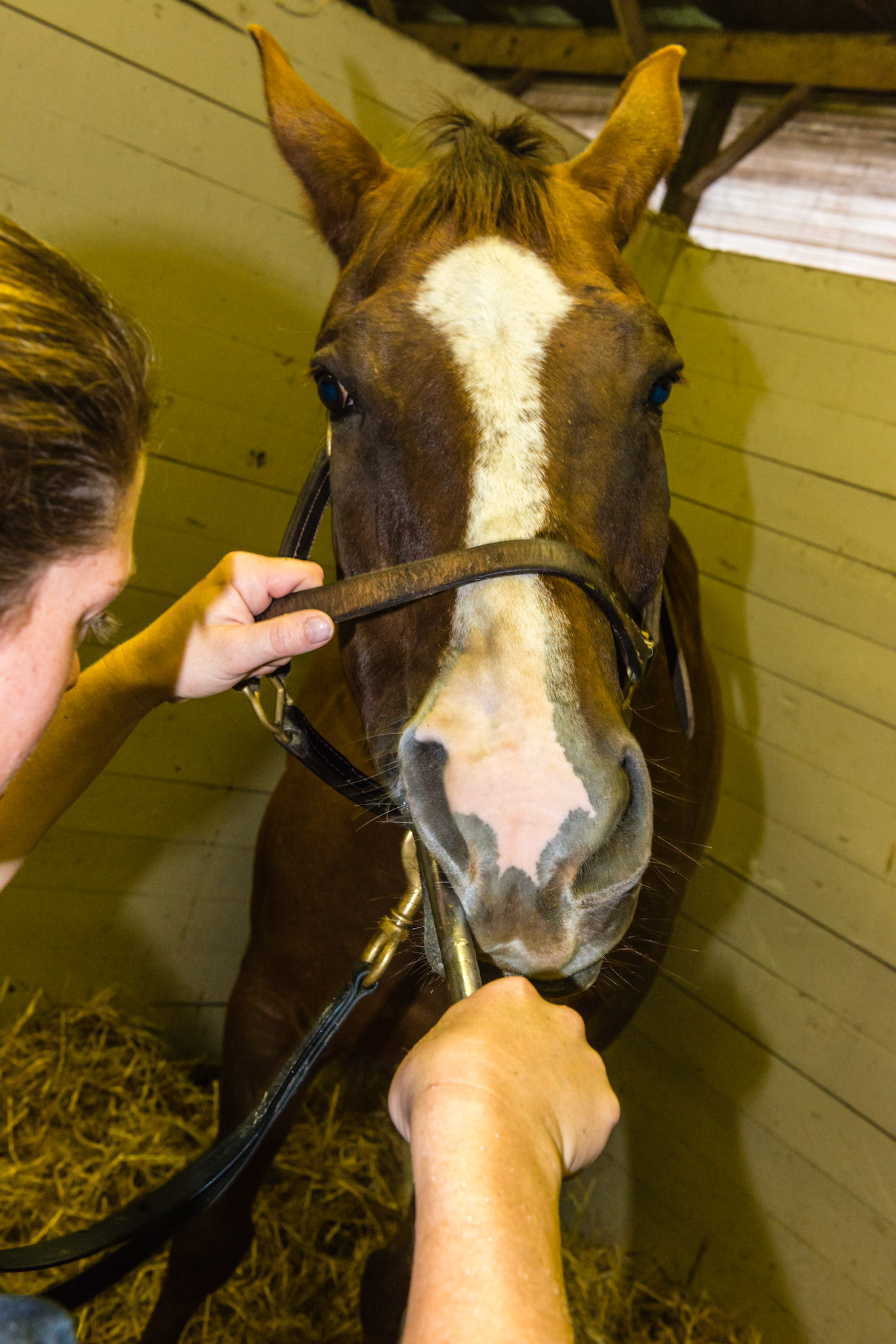 Notice the alighment of the shaft with the upper 1 dental arcade. The blade will yaw in as it is worked caudally and out as it is worked rostrally.