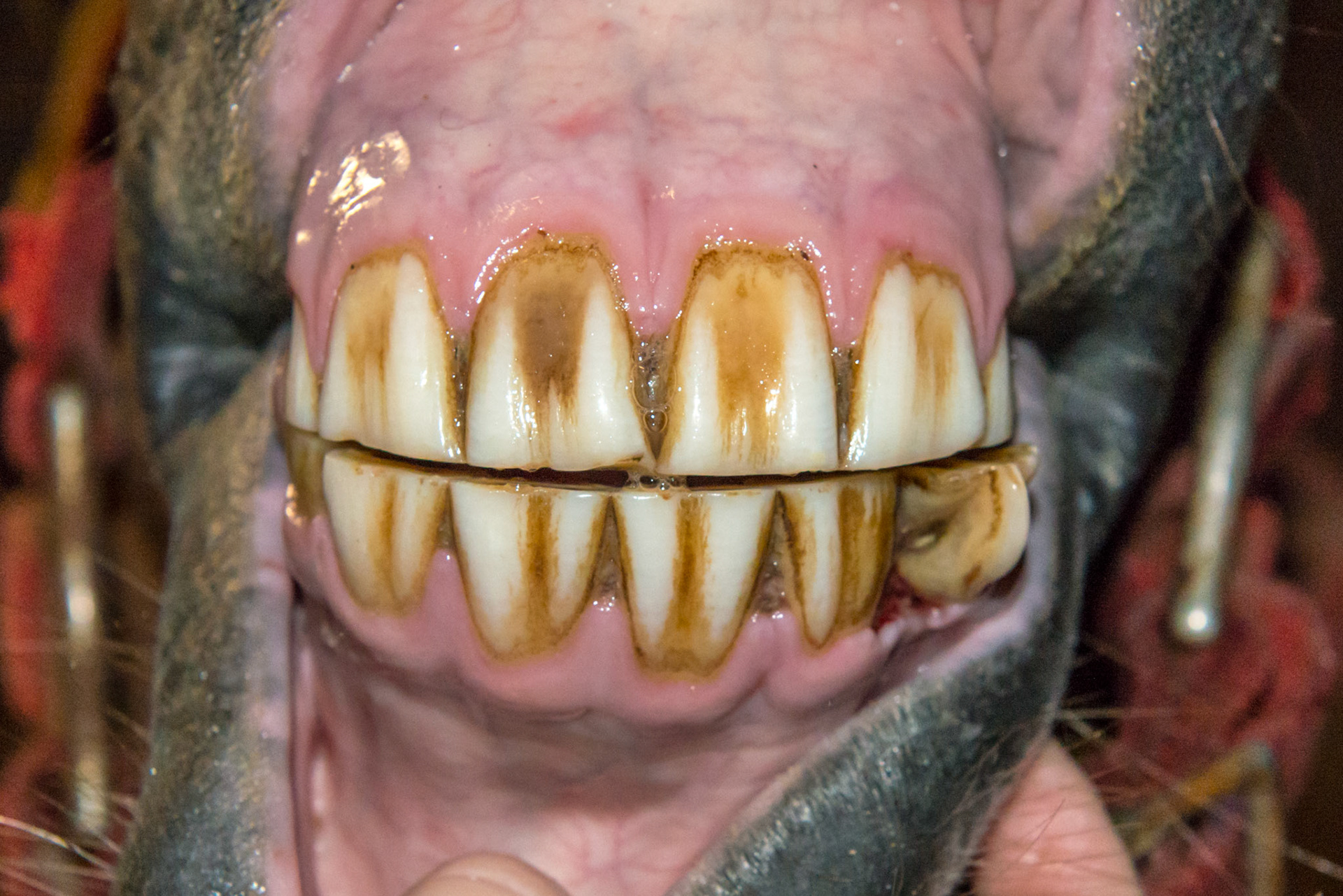 6yr 5mo Abnormally shaped #303