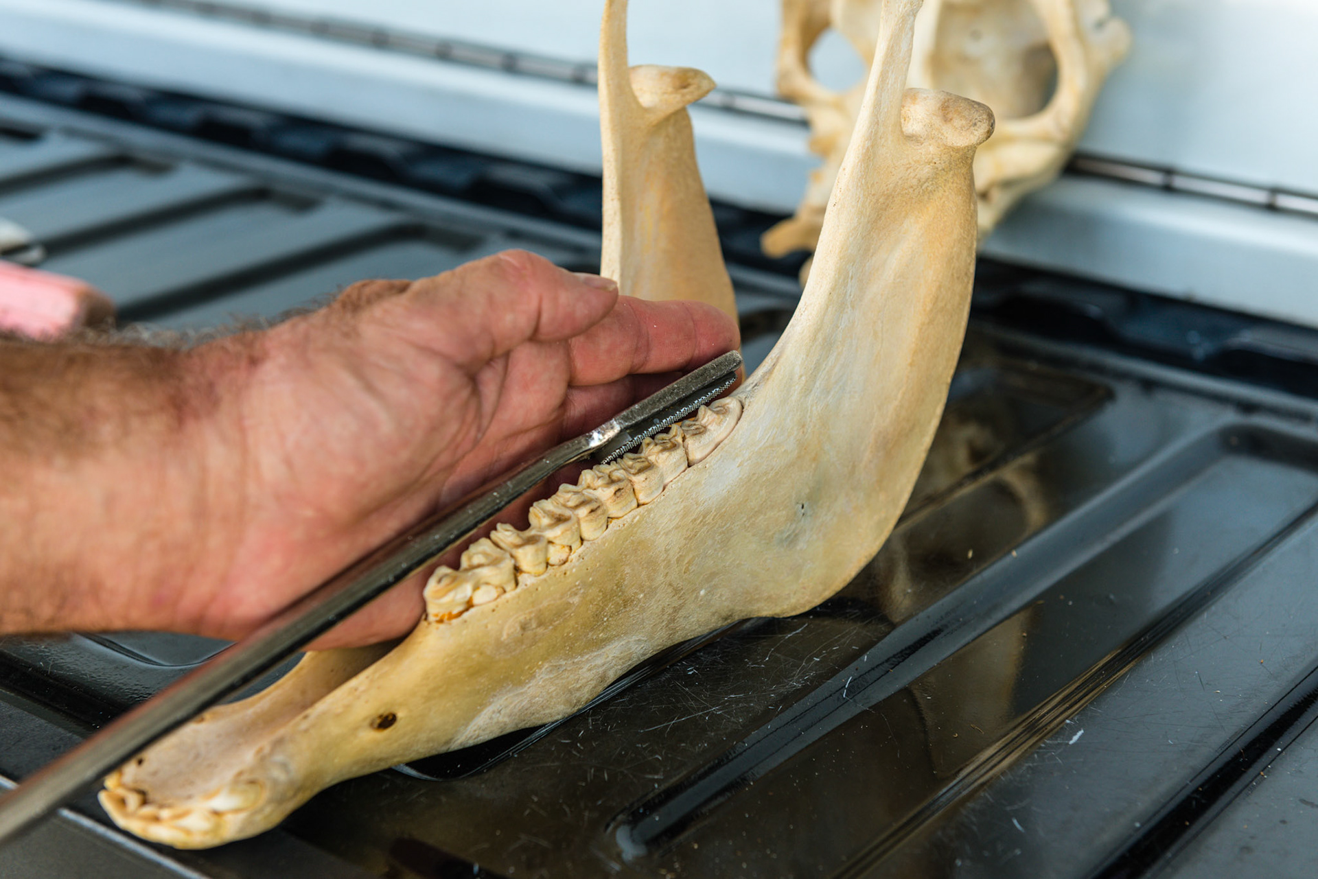The hand and float technique being used on the mandibular caudal cheek teeth.  The blade is rolled at a 45 degree angle but in motion, is rolled from vertical to horizontal to remove this stubborn and often painful excess tooth. Note that the hand protects the tongue from the work area, but it also compresses it against the opposite arcade. Choose to work on the sharpest side for this reason.