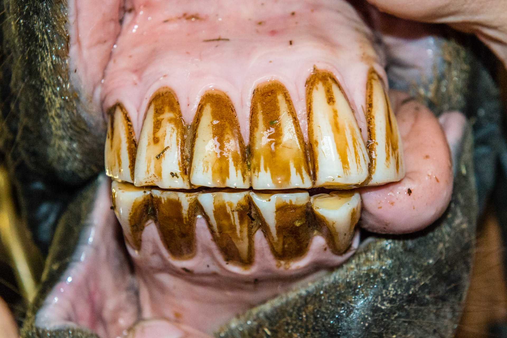 19yr 3mo - 303 missing