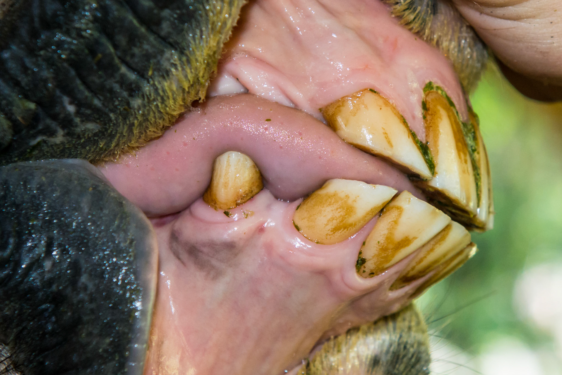 20yr old Arabian gelding. Note angled occlusal surface of incisors and the tongue lays on the left side.