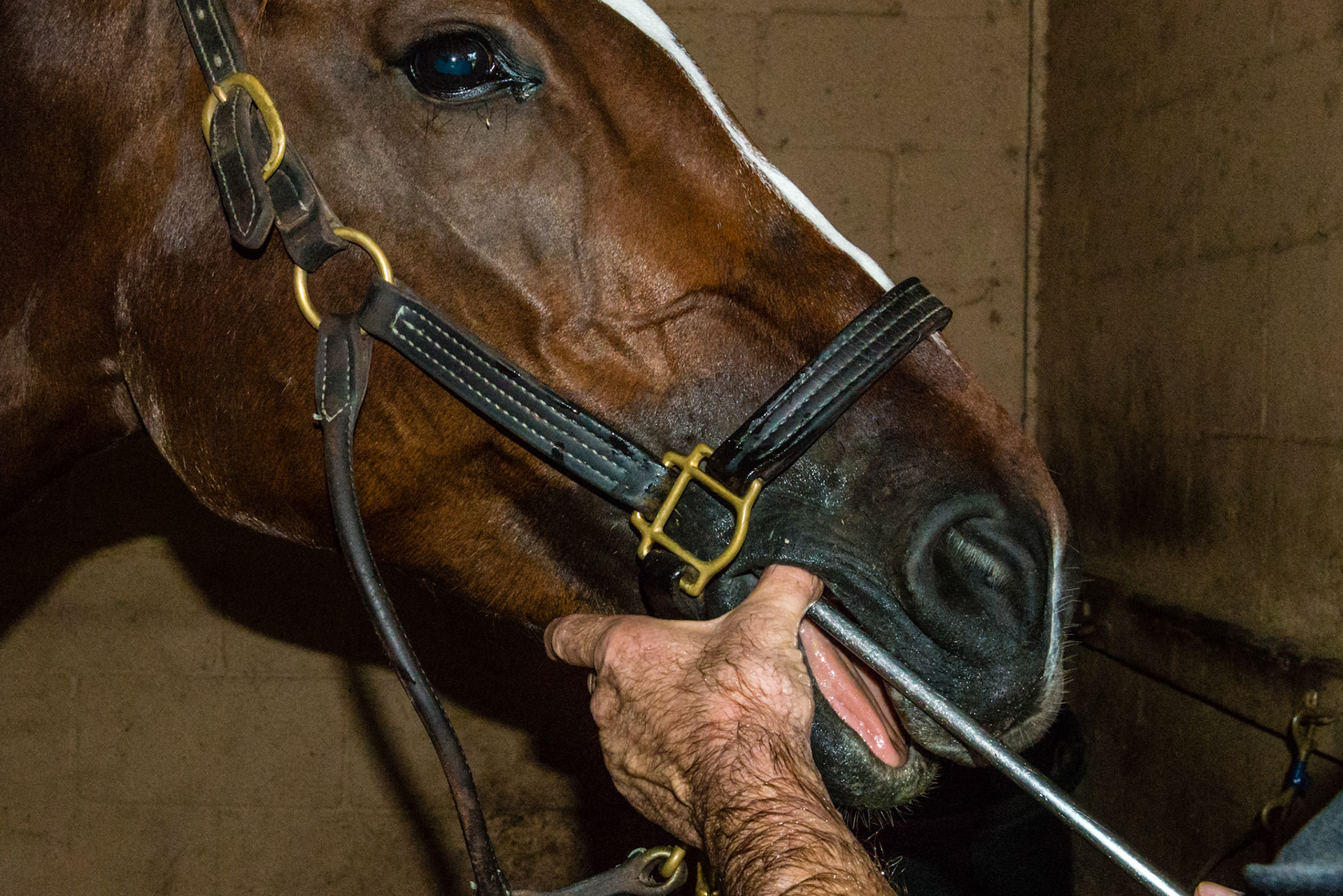 Reverse pool cue technique using the mandible as the reference point of the horse. This is actually a modified hand over technique for the mandibular cheek teeth when either you can't place the hand through the mouth or you just want a quick down pressure for one small spot on the mandibular cheek teeth such as the 6-7 notch. Note the calm pupil in his eye.