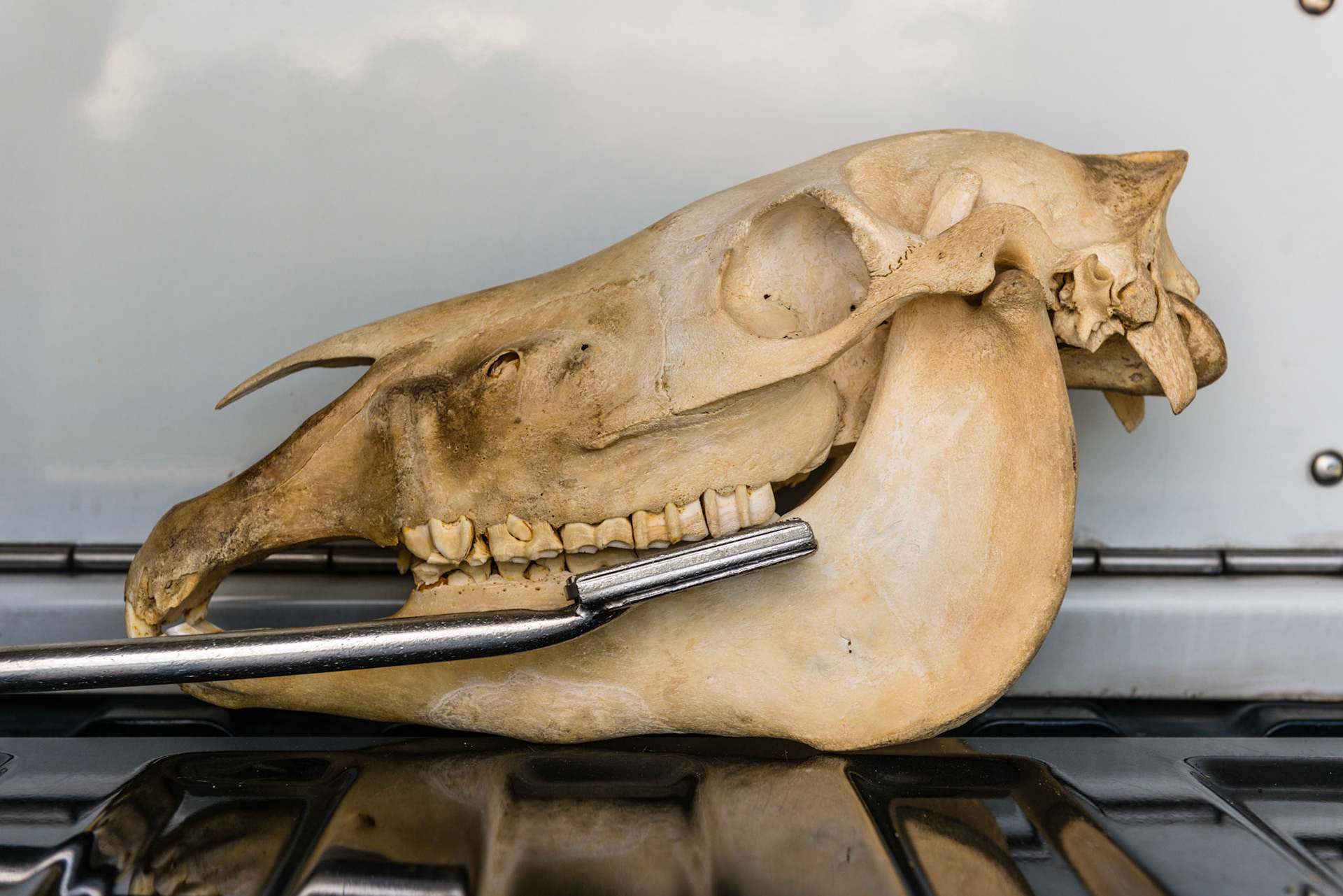 Pitch up - the tip is elevated