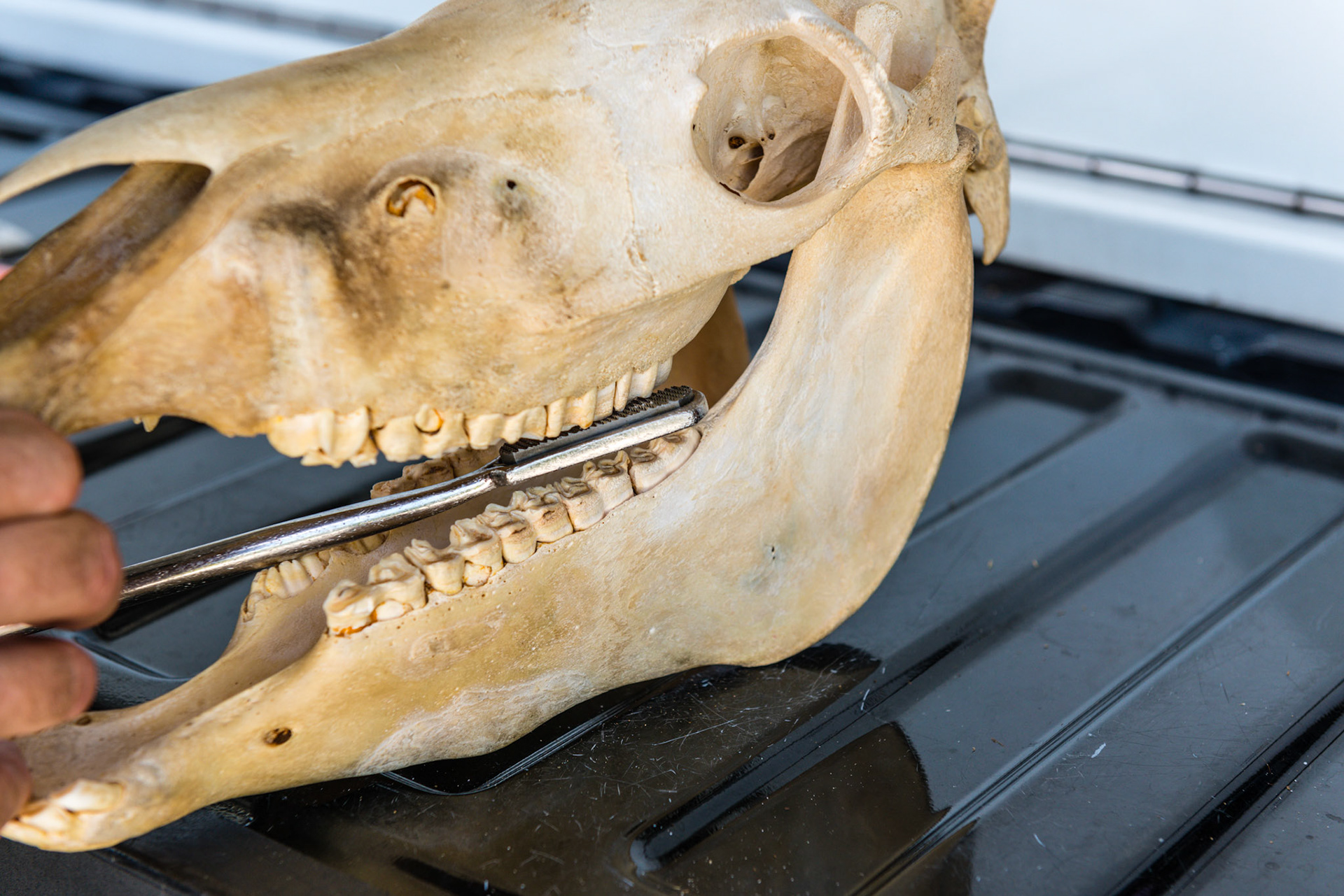 The over-under technique with the skinny slightly rolled toward vertical and positioned with a yaw that is more parallel to the arcade. This is useful after a few short pulls when the blade is yawed more perpendicular to the arcade. The next few strokes after this can me more parallel to the arcade along the edge often with a more compliant horse.