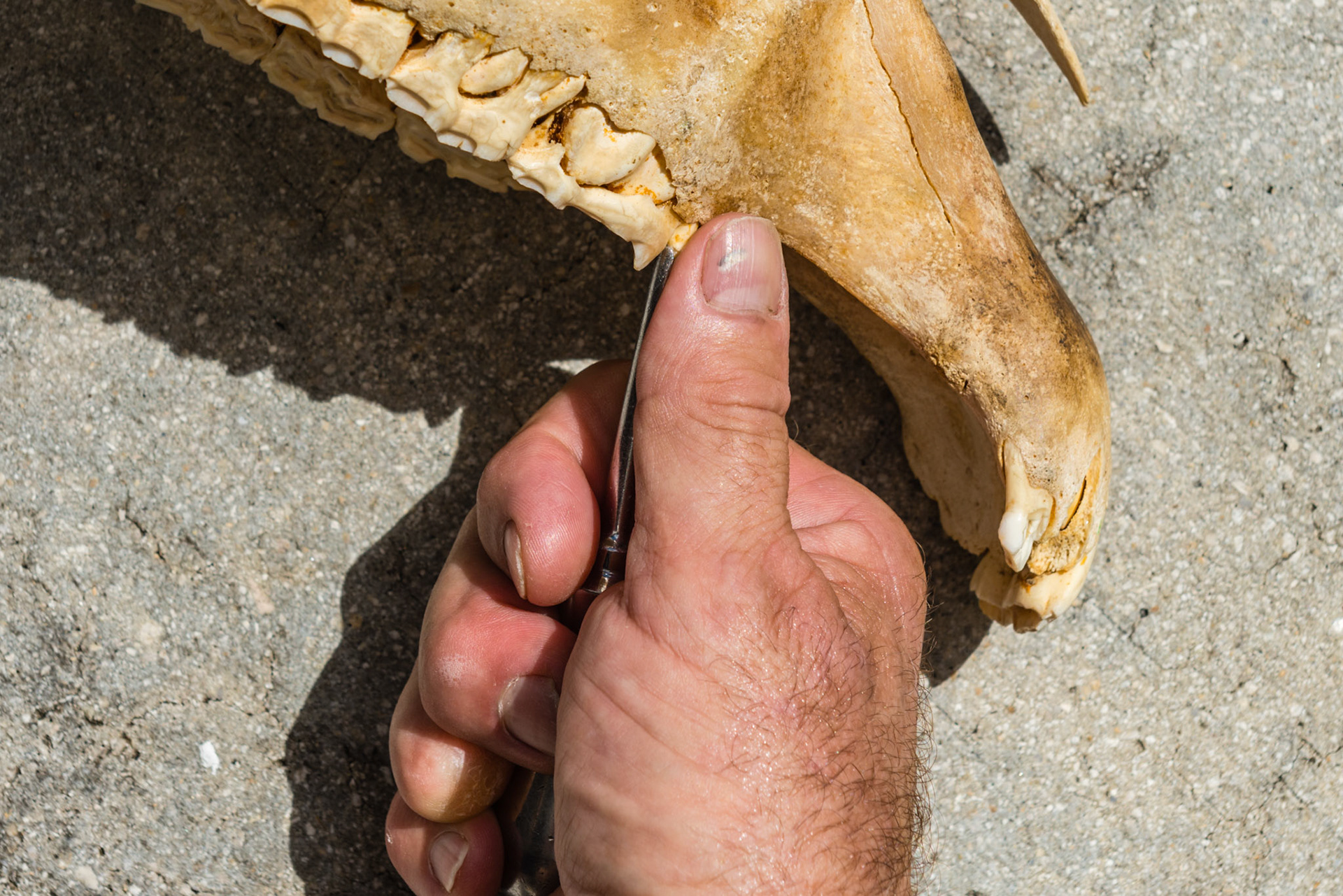 Various positions and angles you will need to approach the space between the 5 and 6 teeth to get a seat and grip the 5.