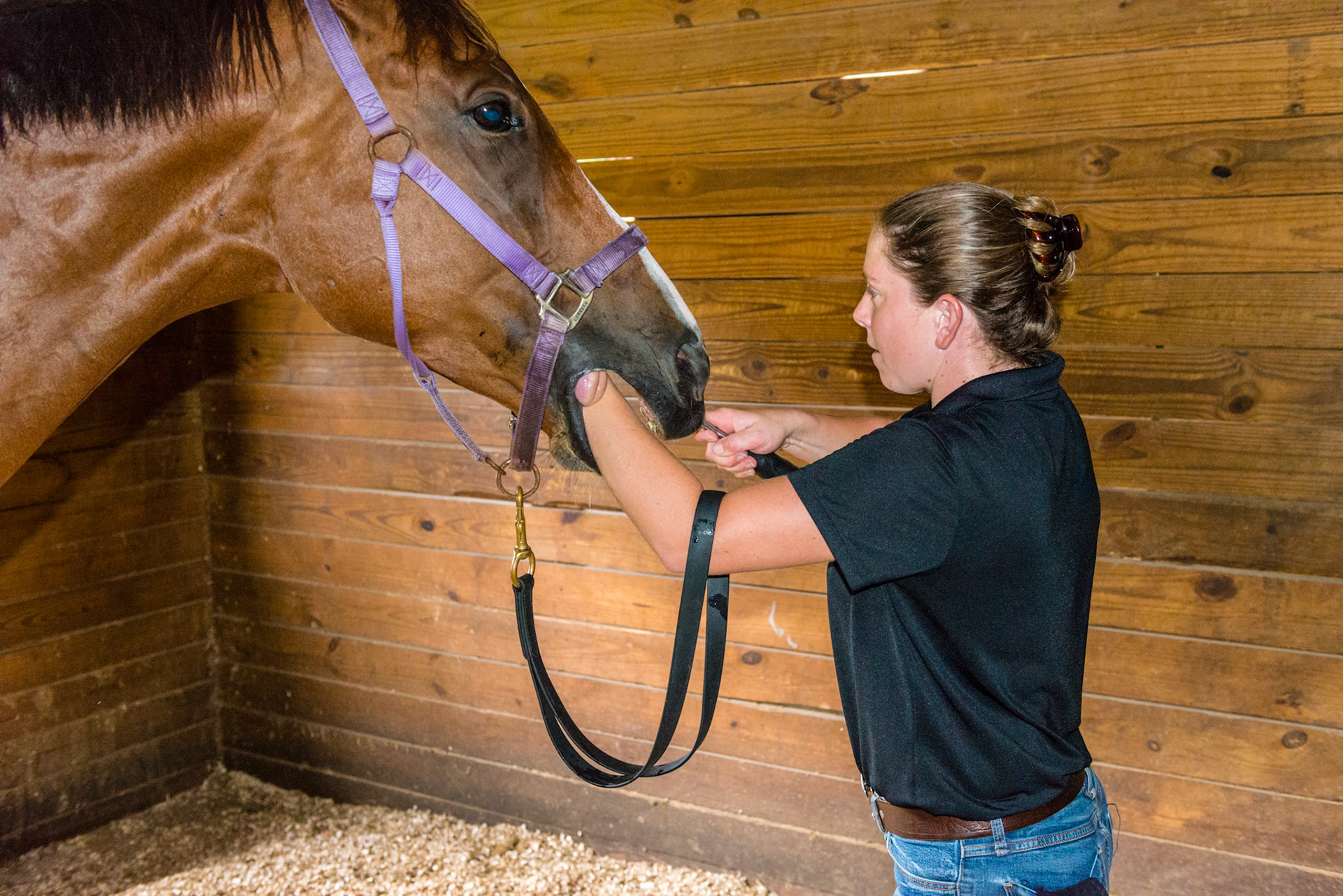 The looped lead, the hand in mouth, the floating hand pulling against the front of the handle, and great connection with a compliant horse.