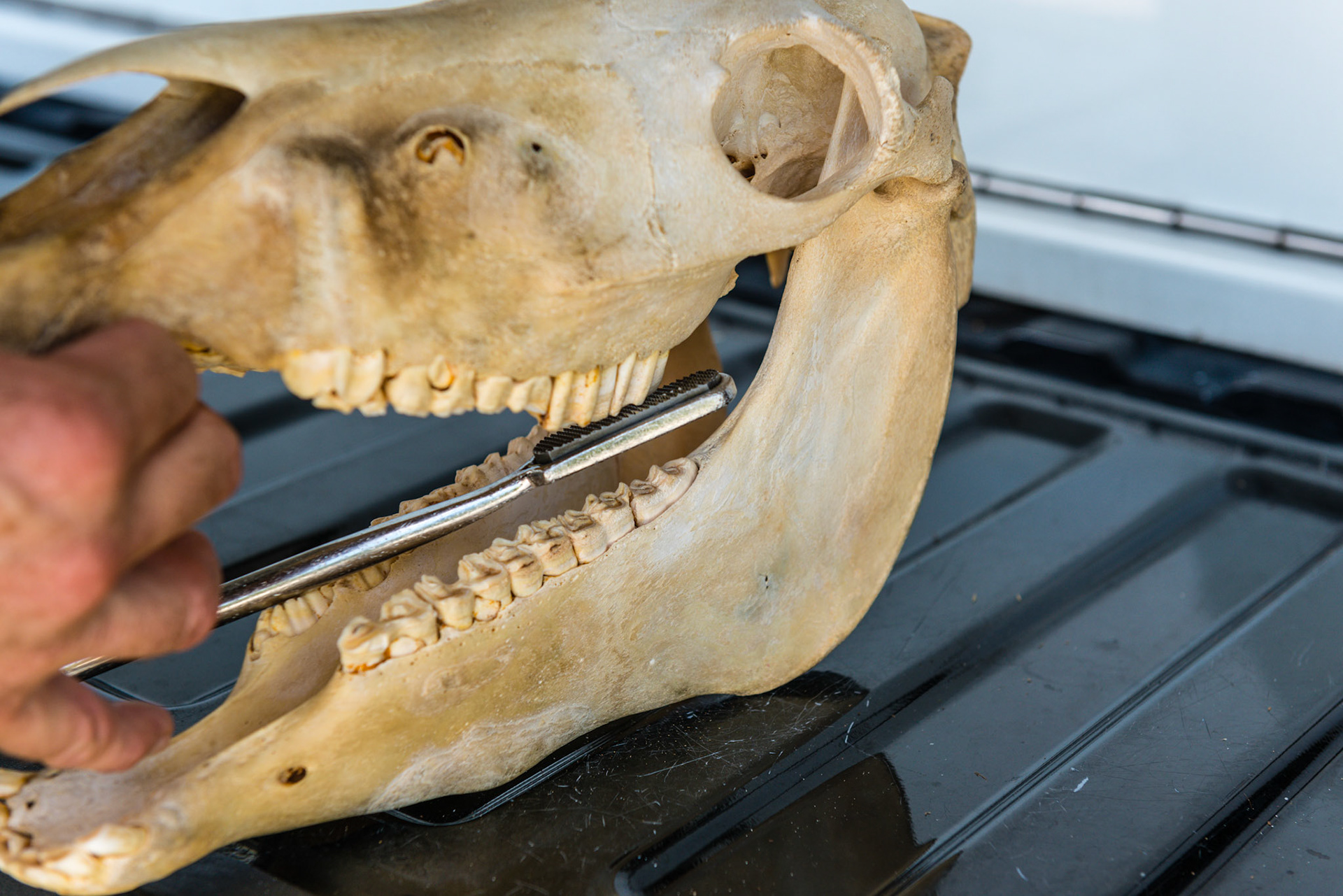 This shows the over-under technique with a more aggressive pitch up. It requires the mouth to open more but with 1 or 2 well placed pulls this way, most of the horses that are fractious in the area immediately become compliant and finishing work can be accomplished.