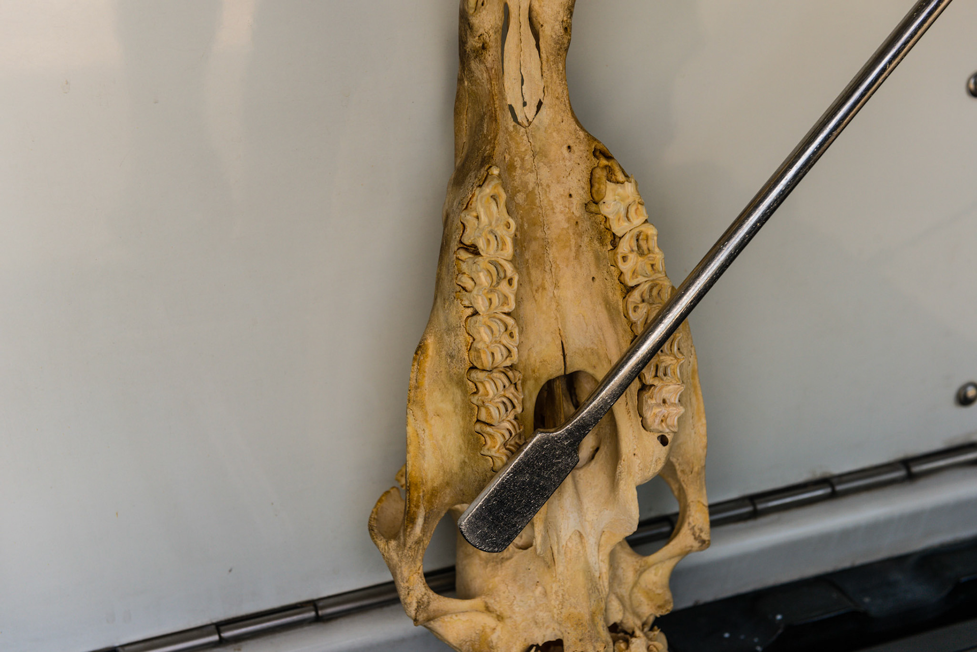 This is the skinny being used in the "over-under" technique.  The float comes in from the opposite side, over the tongue, and under the caudal upper cheek teeth.  By pitching the tip up and rolling from horizontal to vertical, many horses objecting to floating at the upper 11's will be comfortable with this approach.