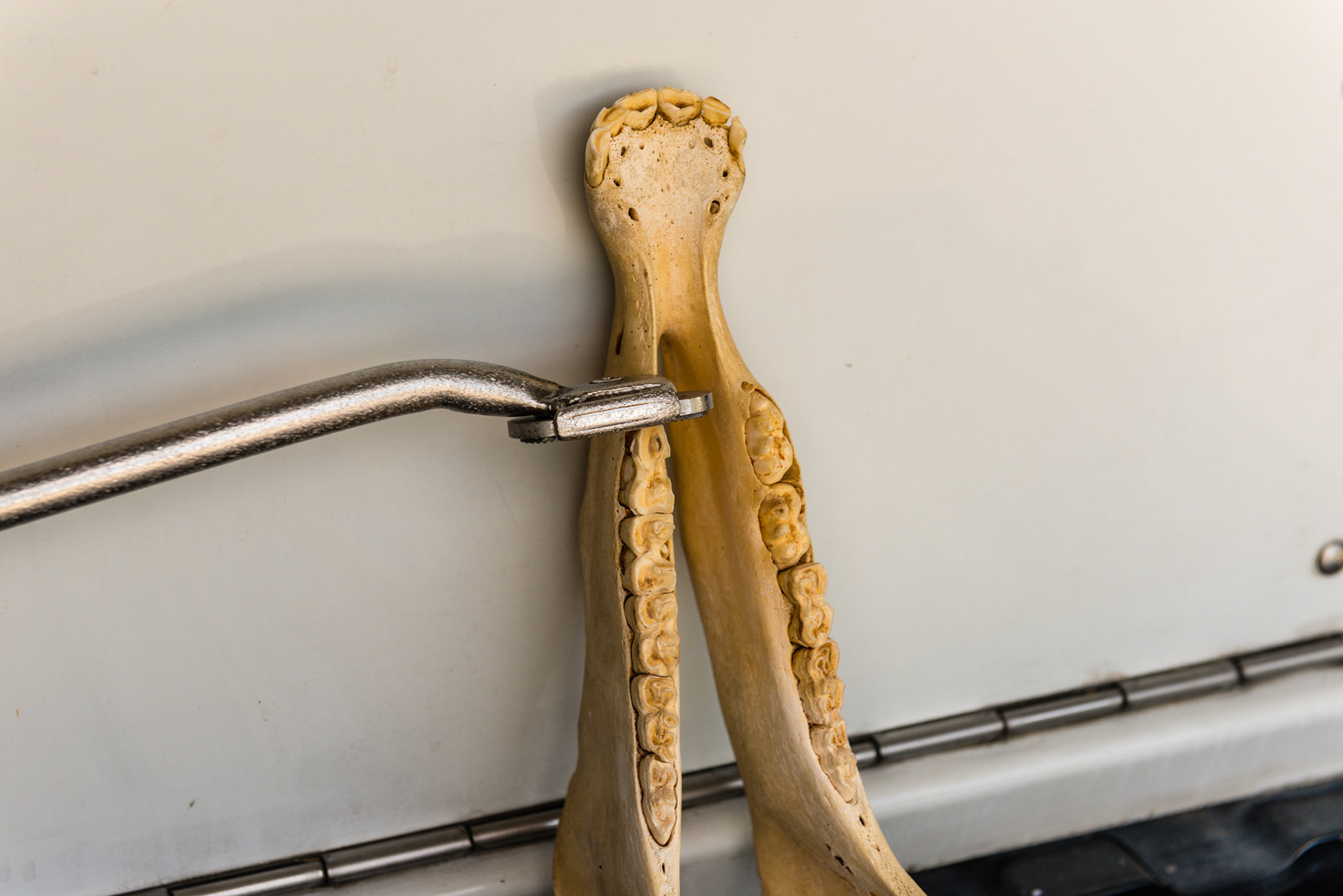 Shortie perpendicular to the rostral edge of the lower 6. The blade is also rolled to smooth the edge in a vertical fashion.