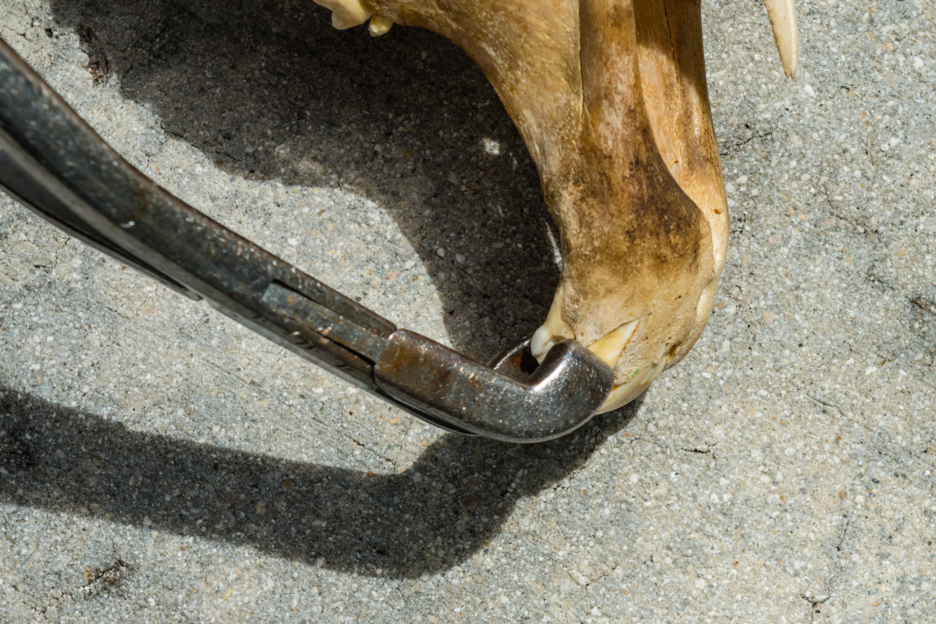 This shows the angle of approach of the cap forceps onto the 52 cap.  The jaw needs to be opened for this and most horses, with some patience, allow this.