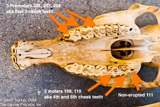 HDS_Anno_Maxillary teeth