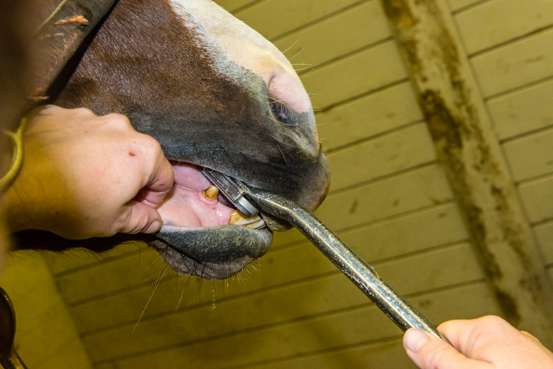 The shortie can be used to file the canines in cooperative horses.