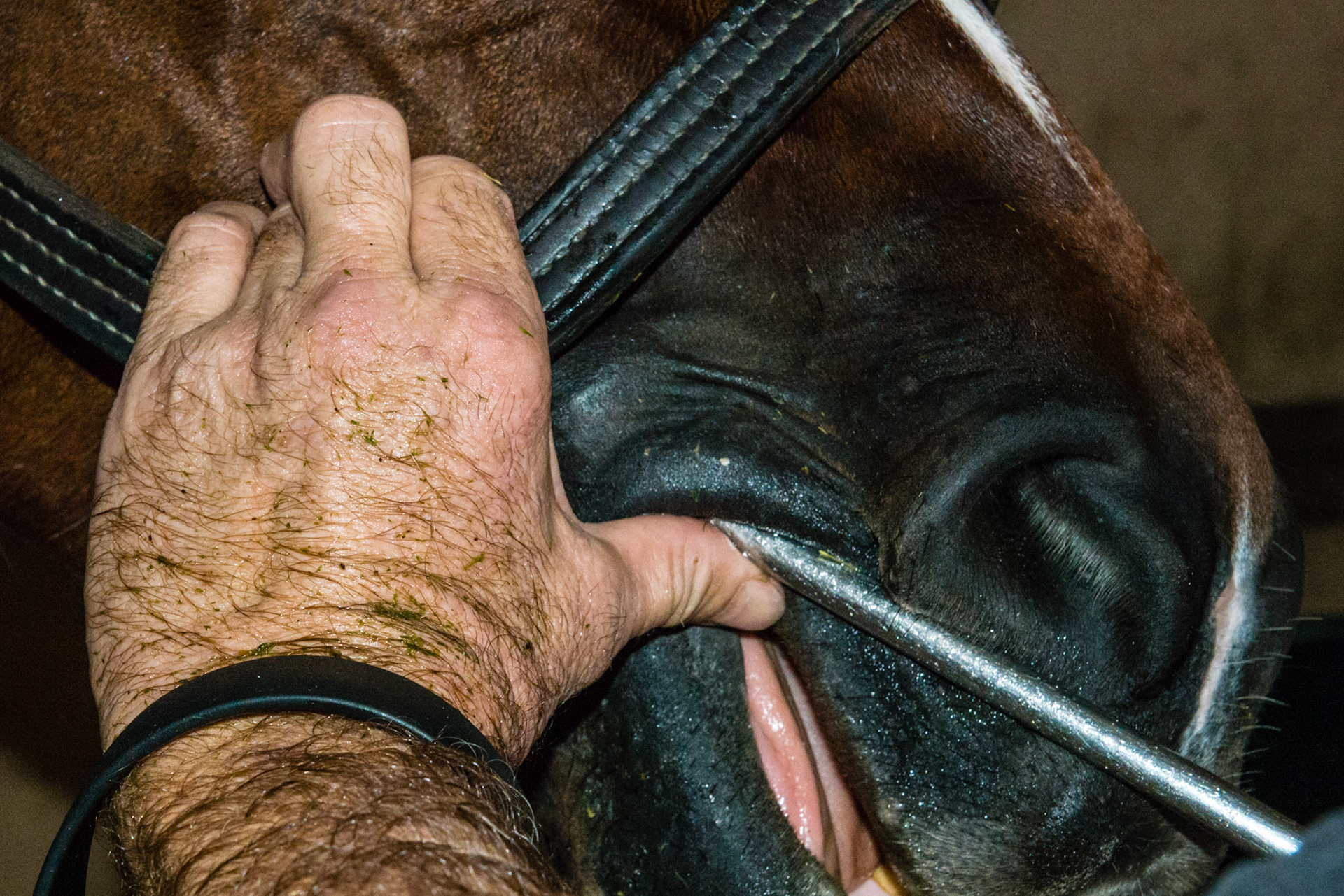 Pool cue technique using the halter as the reference point and the thumb as the pivot point for either side of the maxillary cheek teeth.
