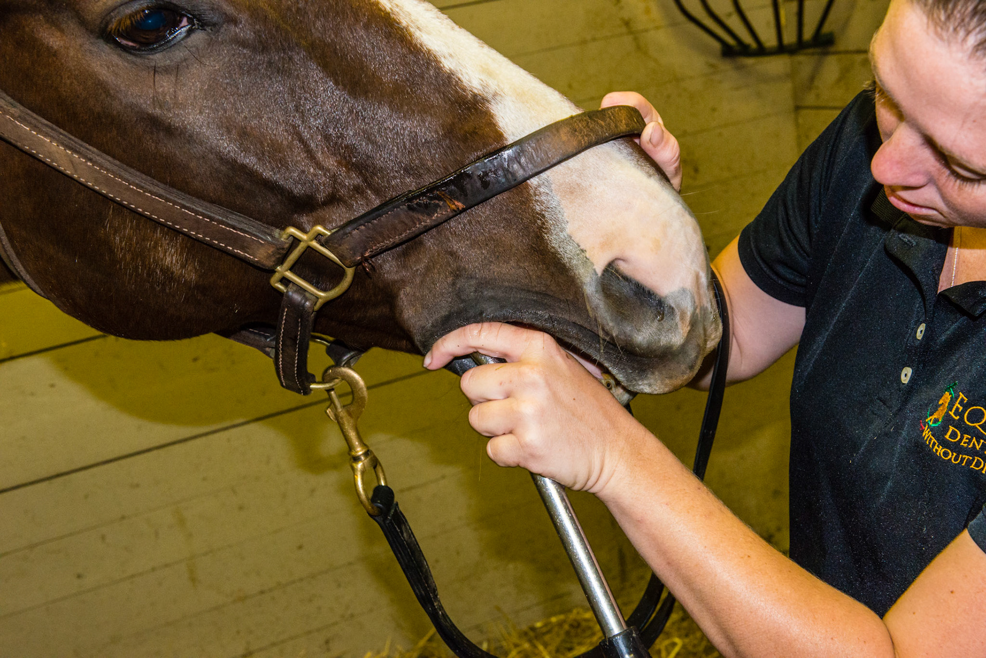 The flabby cheek approach to the lower 6's. Notice the hand is choked up on the shortie. The thumb is being used to displace the soft tissue but the forefinger remains outside of the mouth rather than remaining inside the mouth. This is dependant on the horse's reaction to this process and the need to have another finger inside the mouth.