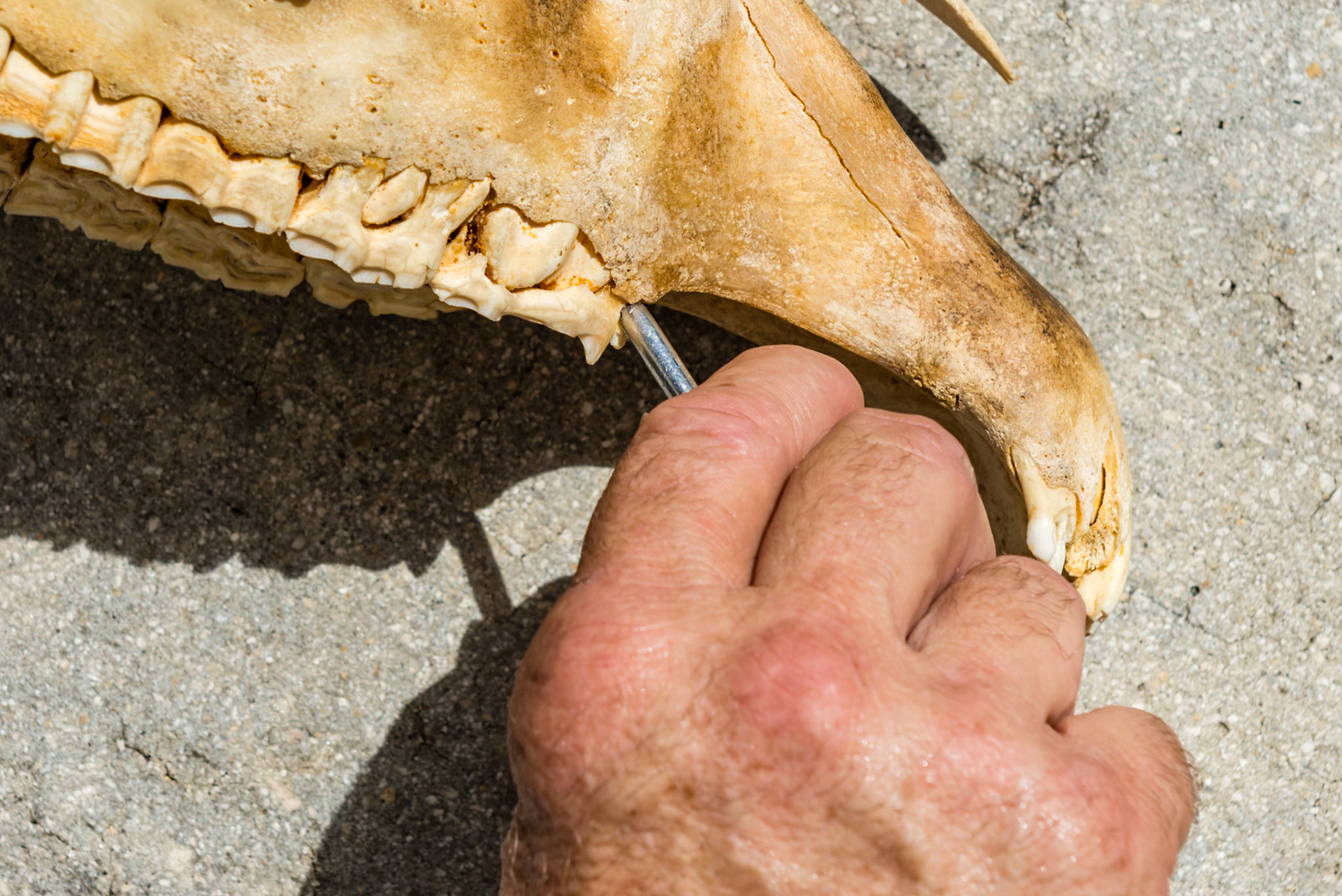 Various positions and angles you will need to approach the space between the 5 and 6 teeth to get a seat and grip the 5.