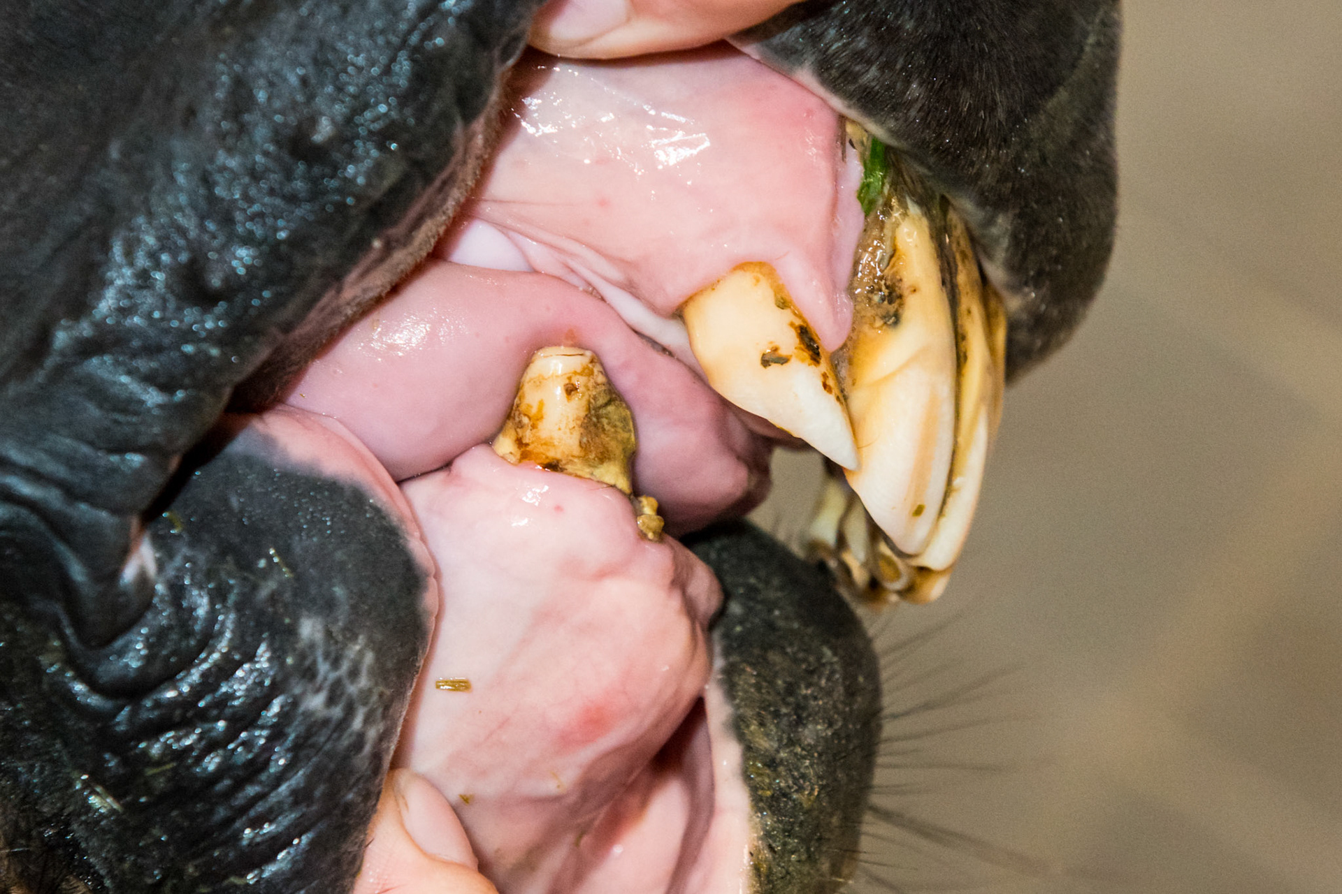 23yr - EOTRH - This horse had all his lower incisors and the start of EOTRH in 2010