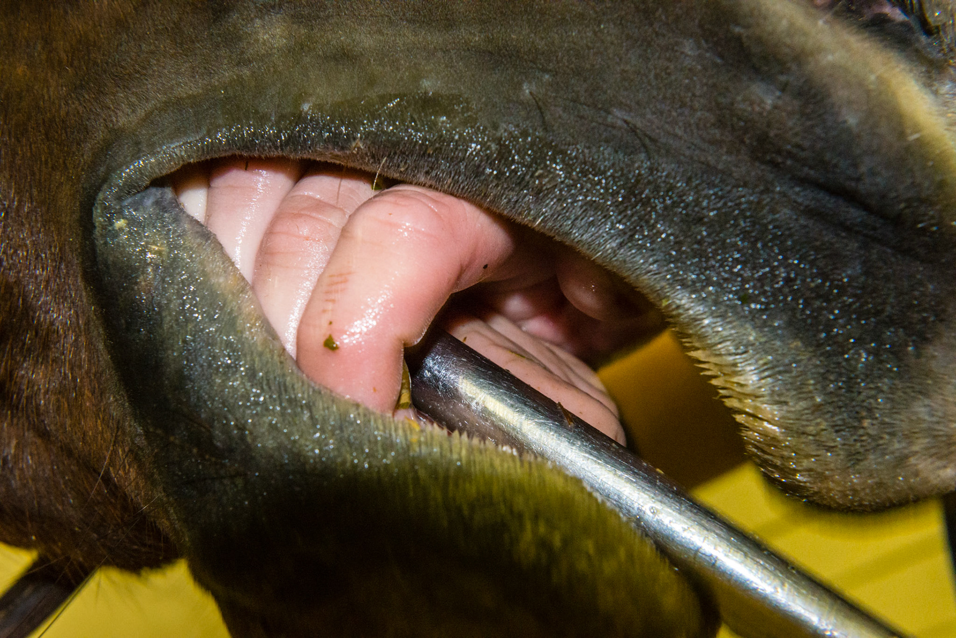 Hand over draped over float shaft with plenty of room for the tongue to move underneth the hand.
