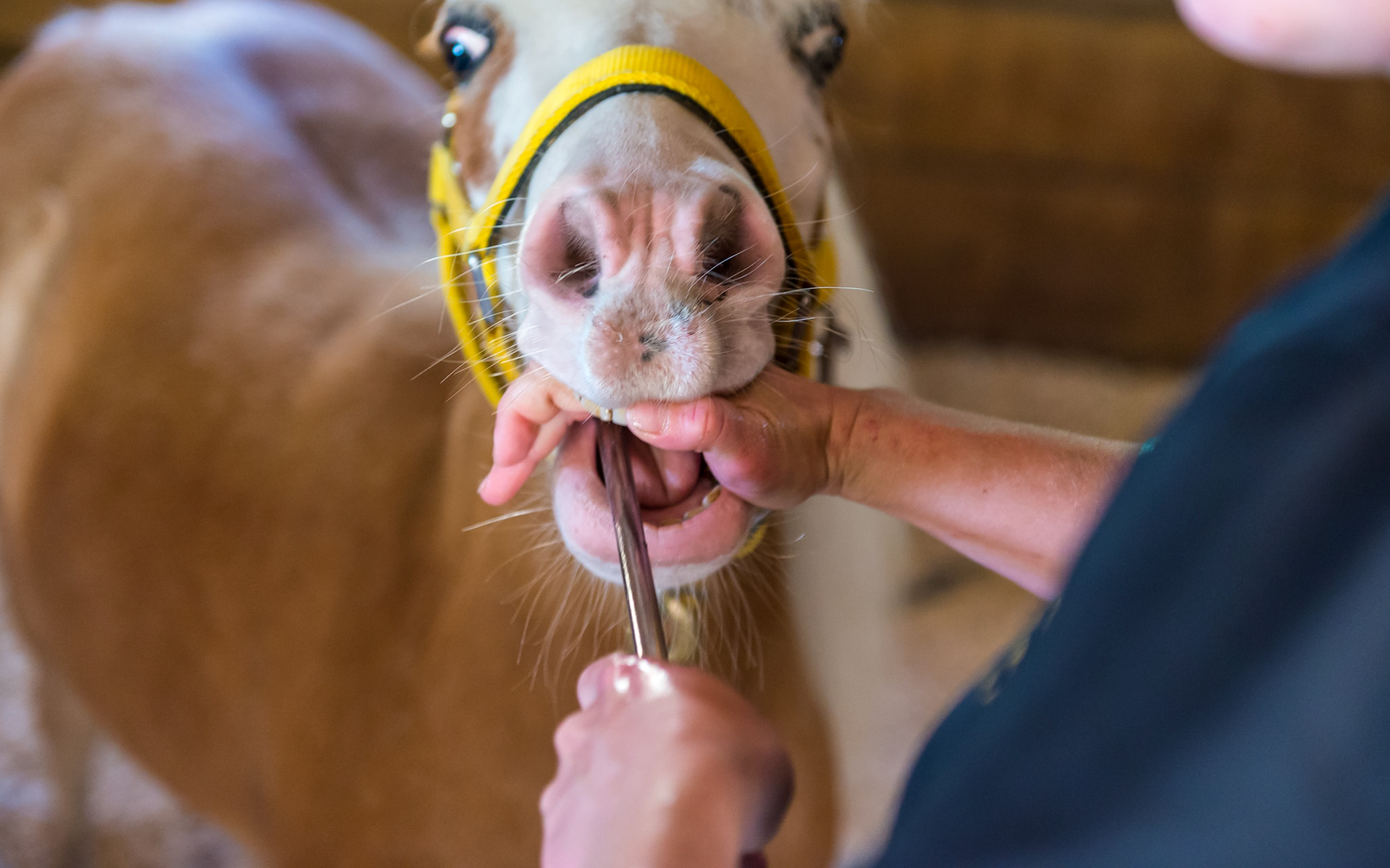 The hand over technique is demonstrated well here as Melissa rotates her right hand to open the mouth further and to keep downward pressure on the shaft.