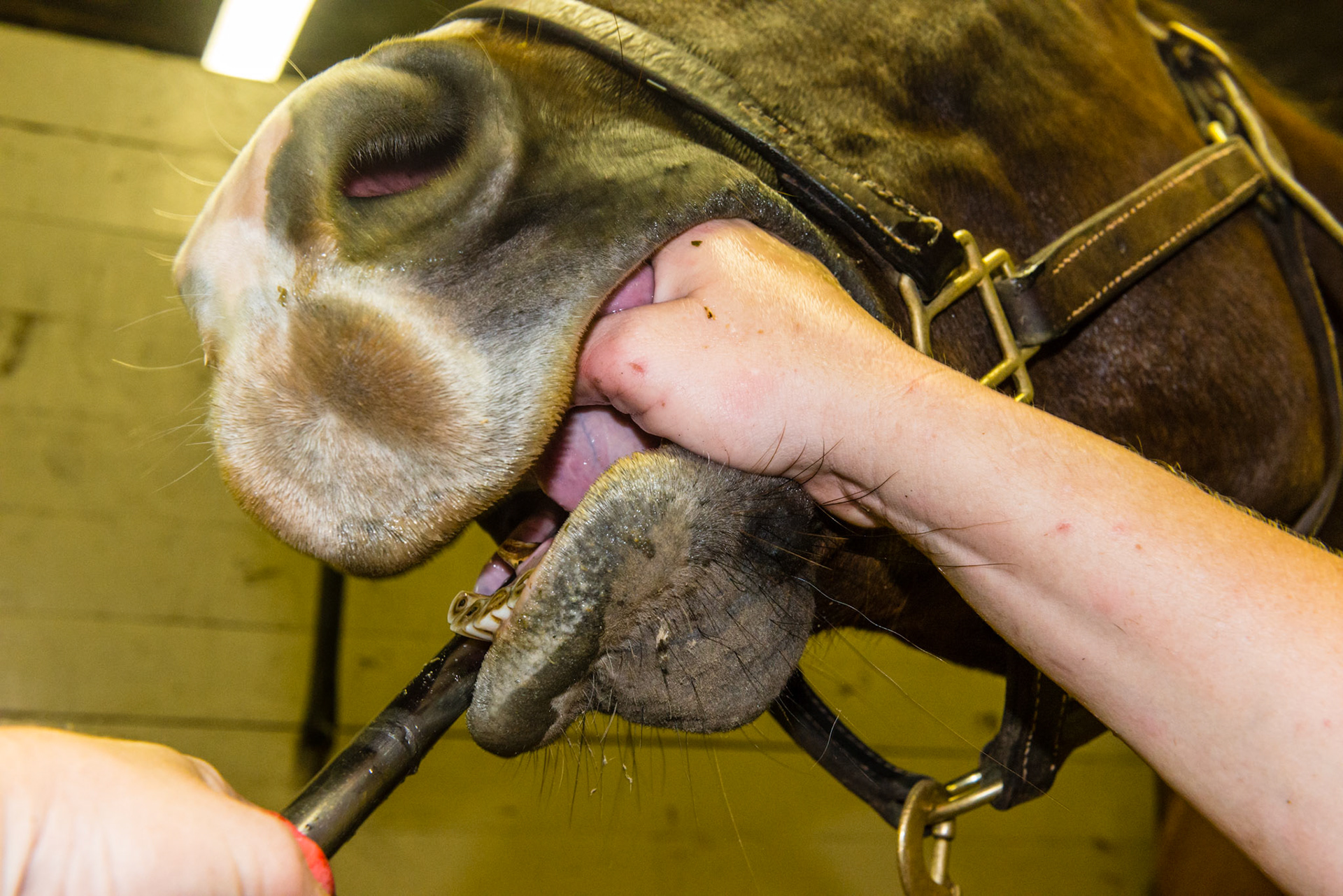 The tongue is within the fist and is rotated up to provide traction to move it away from the caudal lower cheek teeth.  The fist helps to keep the mouth open.