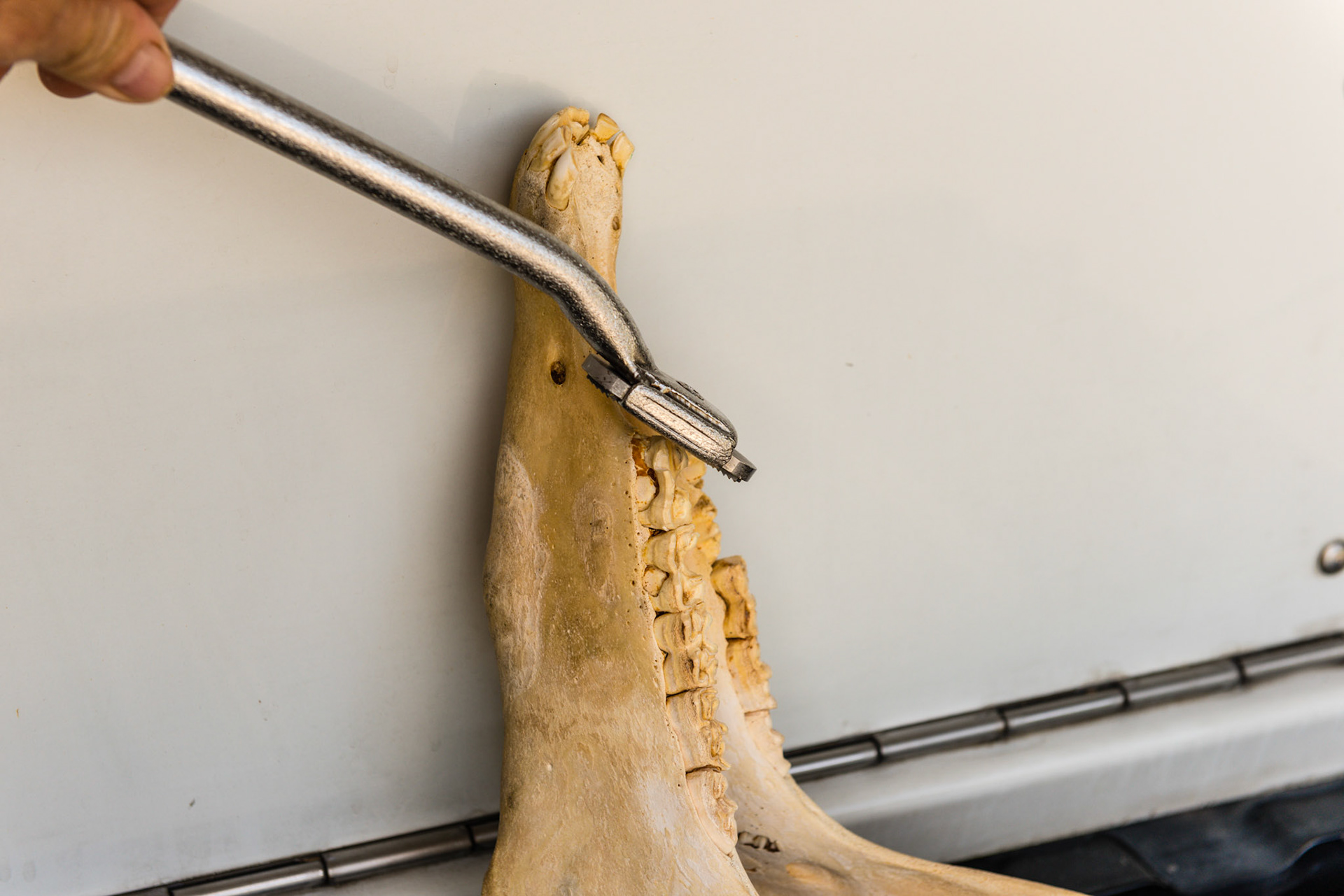 The shortie still in the vertical position is starting yo pitch down and yaw in to follow the curve of the #6 tooth.