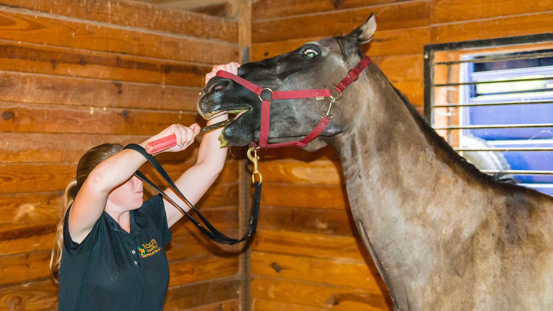 5/7 Melissa works on a difficult horse. A very confident choleric horse that doesn't connect well with people. Melissa's efforts are still being tested, but her persistence and patience allows her to continue to float.  Check out the next picture.