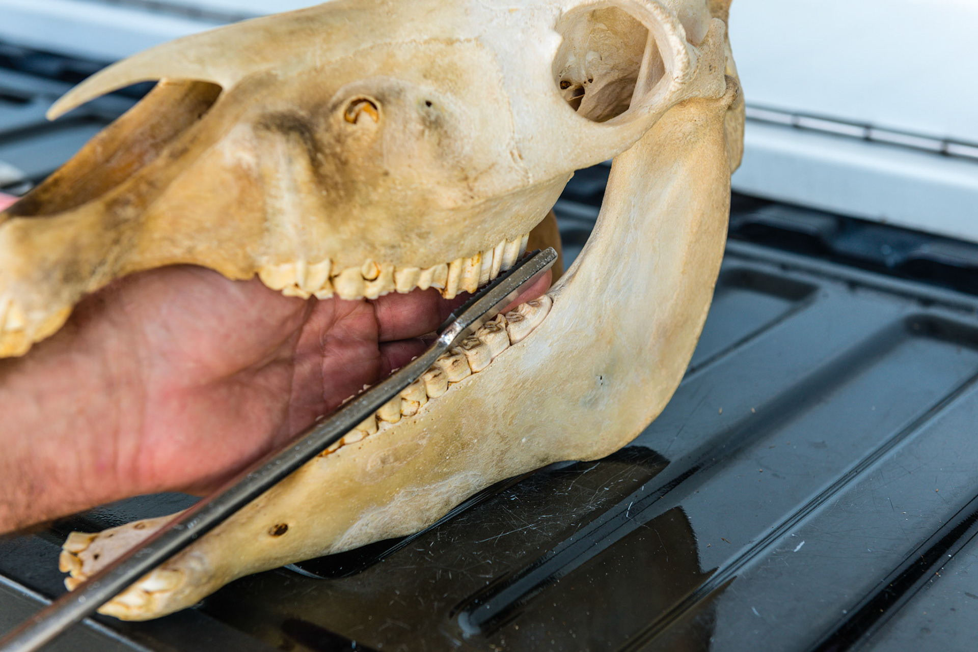 The hand and float technique being used on the upper caudal cheek teeth. The blade is yawed in and rolled to a 45 degree here. Often it helps to also pitch the blade up in addition to yaw in and rolling vertical to get the points on buccal upper 11's.