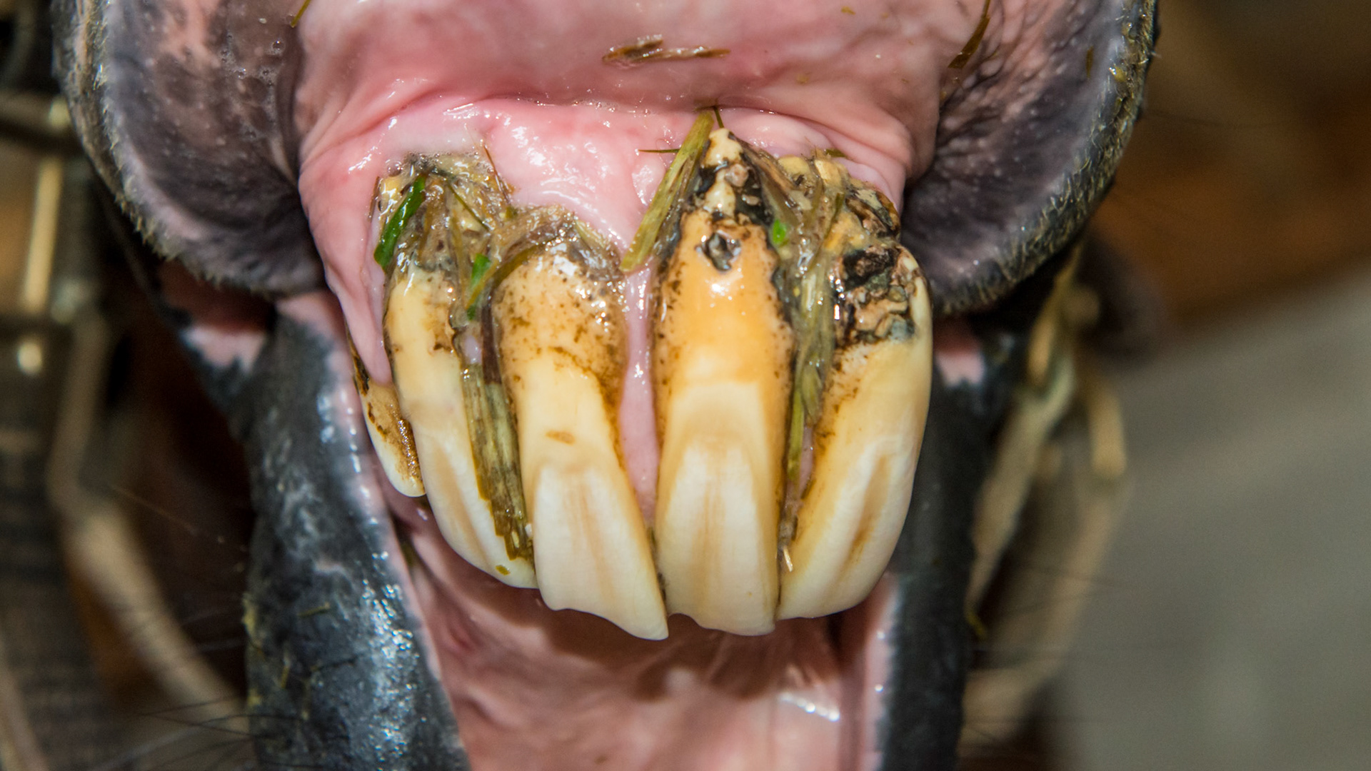 23yr - EOTRH - This horse had all his lower incisors and the start of EOTRH in 2010