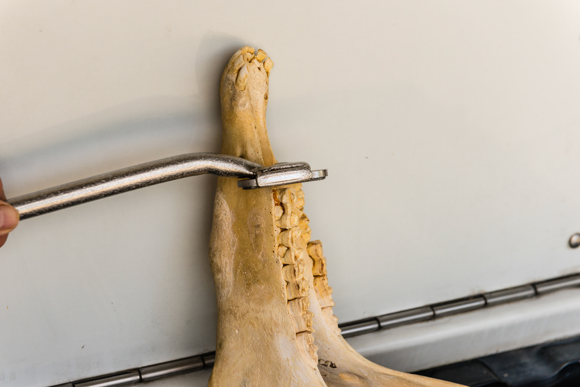 Here the shortie has been rotated into the vertical position.  The blade cuts in the push direction and this demonstrates why this is done.  If it were curring on the pull, the soft tissues would be cut on the stroke.