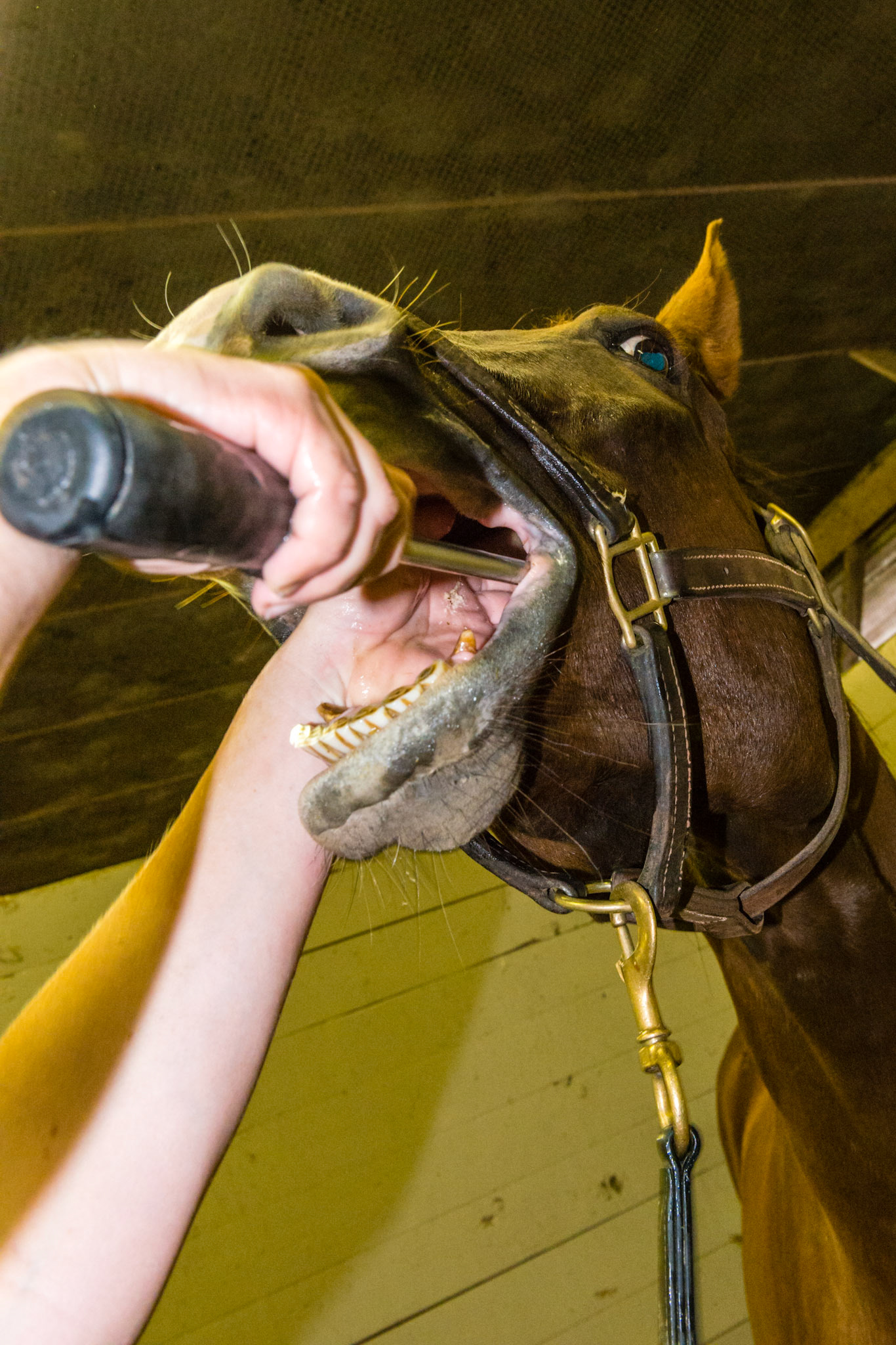 With the head raised, it becomes difficult to perform the hand in mouth, but not impossible. Often, with patience, the head will drop and you can continue working.