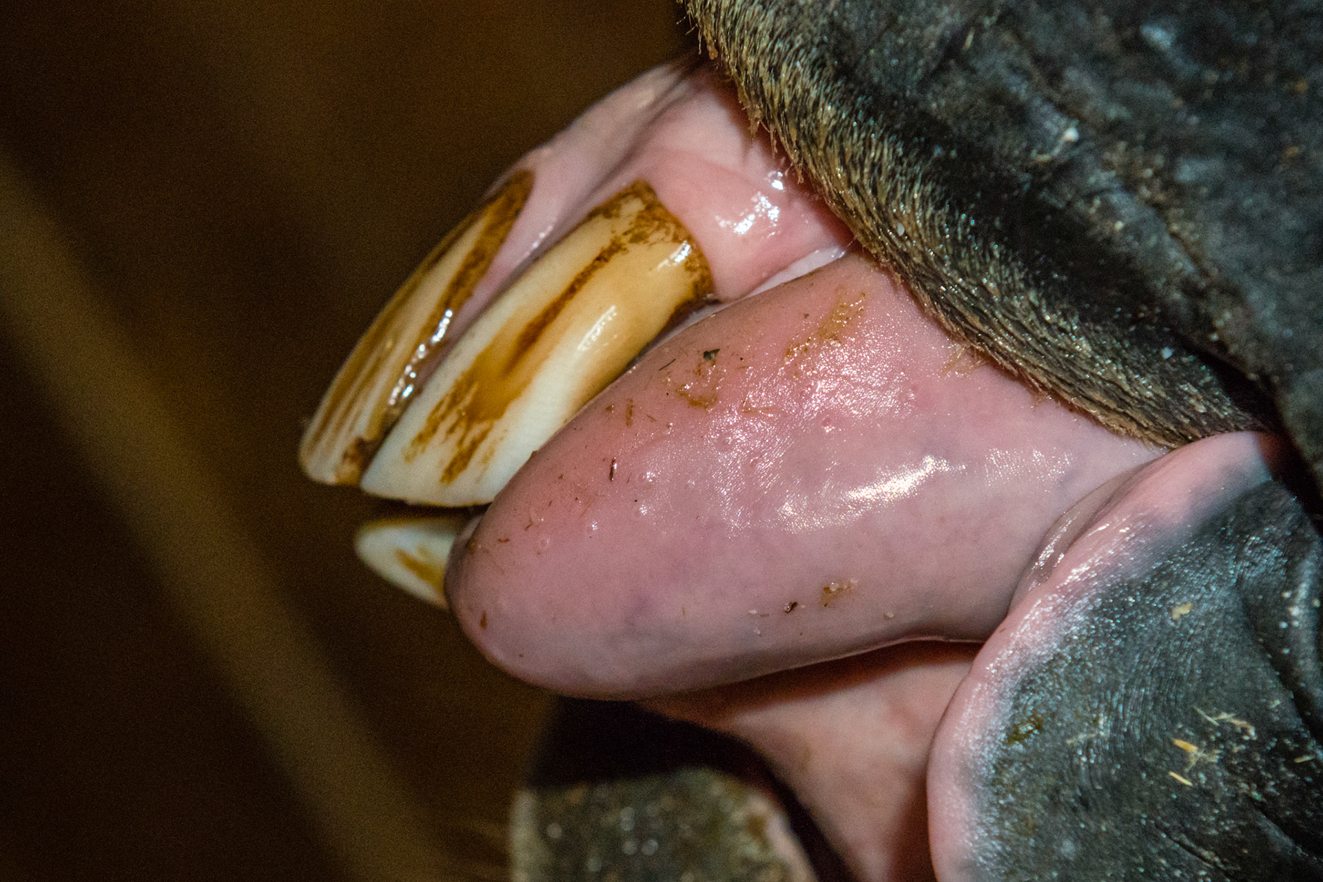 19yr 3mo - 303 missing