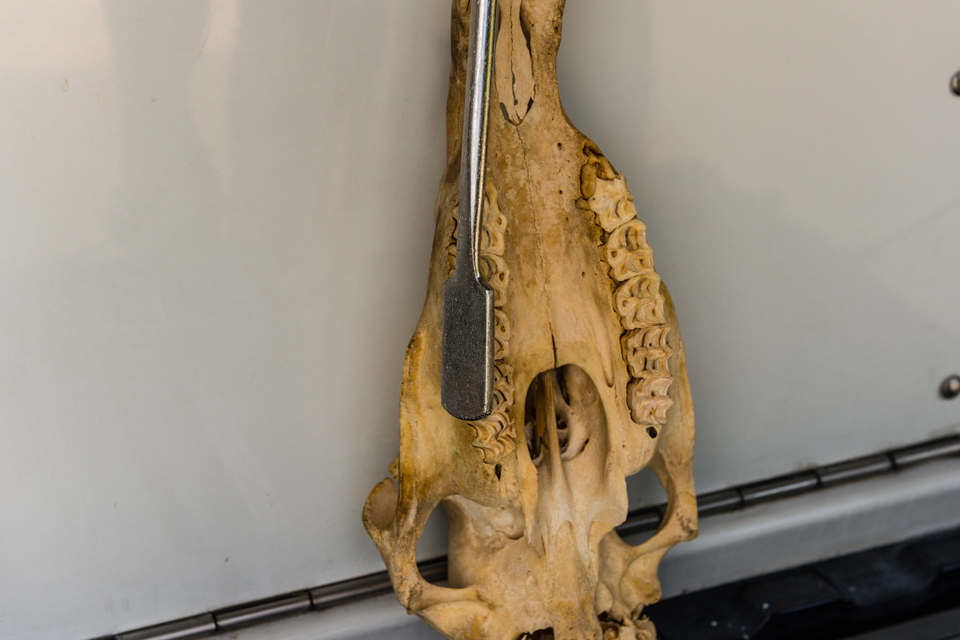 Here the skinny float repeats the long float's work but because it is thinner, it can often get inbetween the teeth and cheek better than the long float.