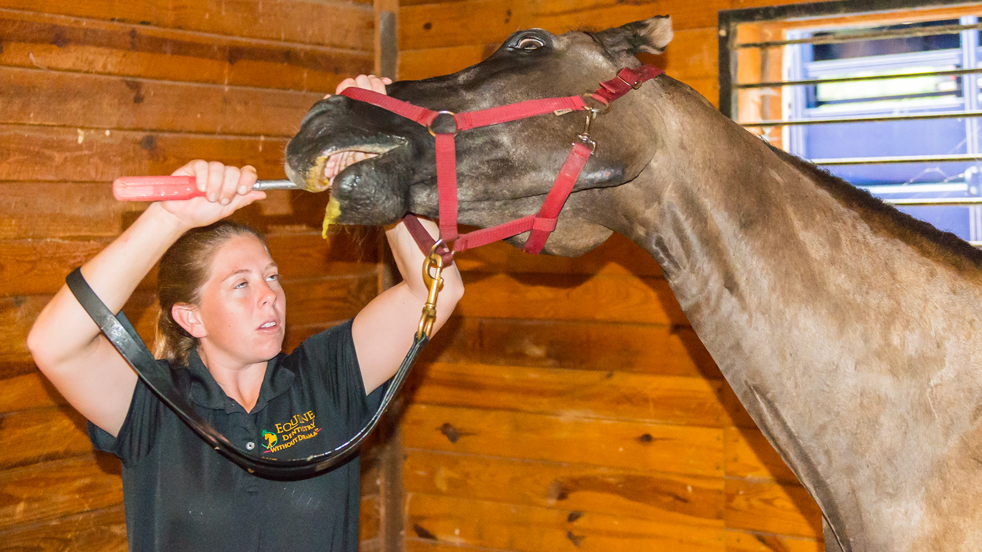 4/7 Melissa works on a difficult horse. A very confident choleric horse that doesn't connect well with people. Moments later, the horse continues to rais his head.  While Melissa probably won't like this photo of her, it really depicts her low energy.  This picture could be titled - As the horse's energy rises, Melissa's energy remains low or even lower. This dynamic is essential when working with horses that challenge you.  Like a bully on the playground, you cannot acknowledge the bad behavior.